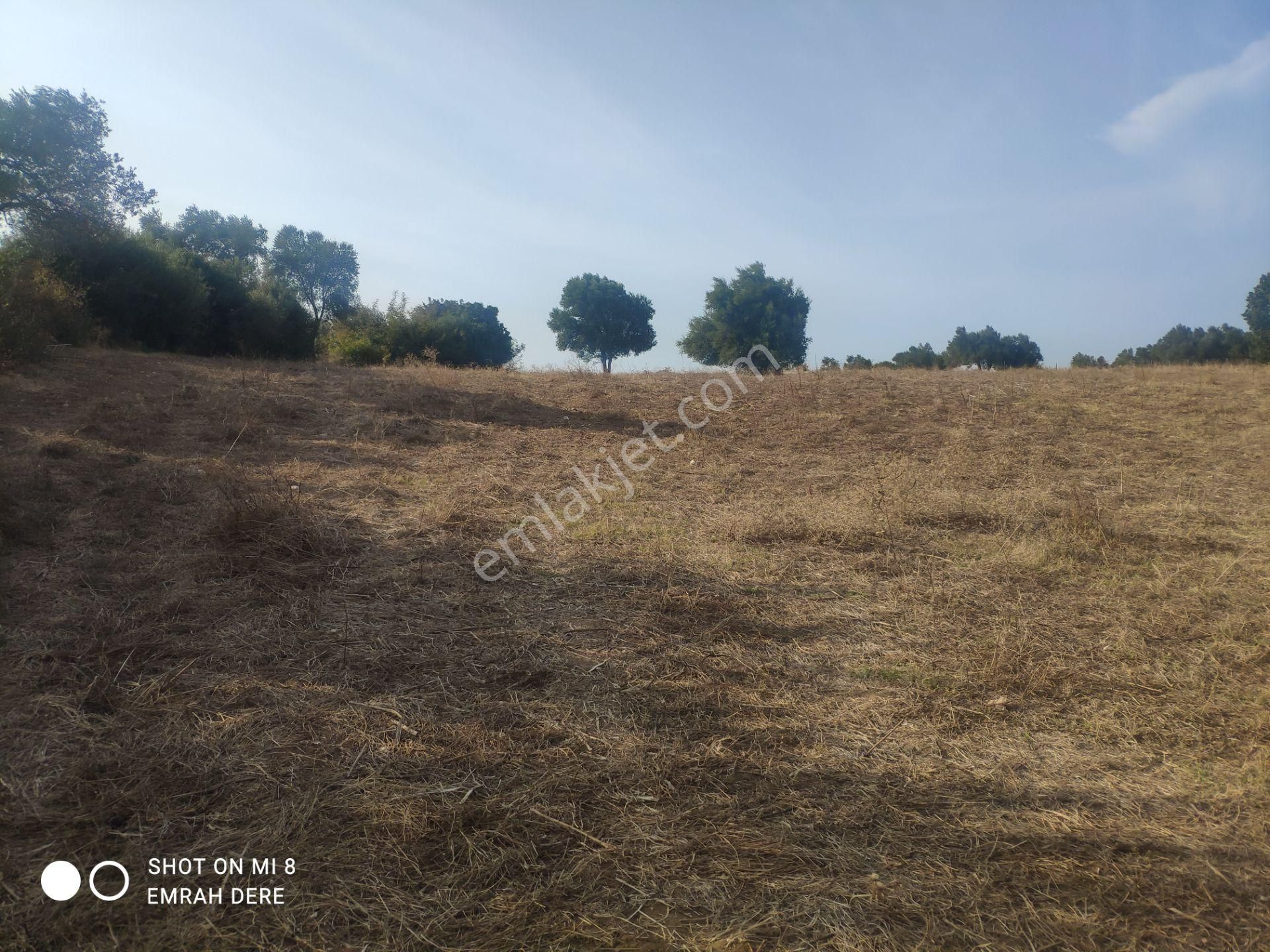 Çanakkale Bayramiç Zeytinli Satılık 7.737 M2 Yola Yakın Tarla - Görsel 15