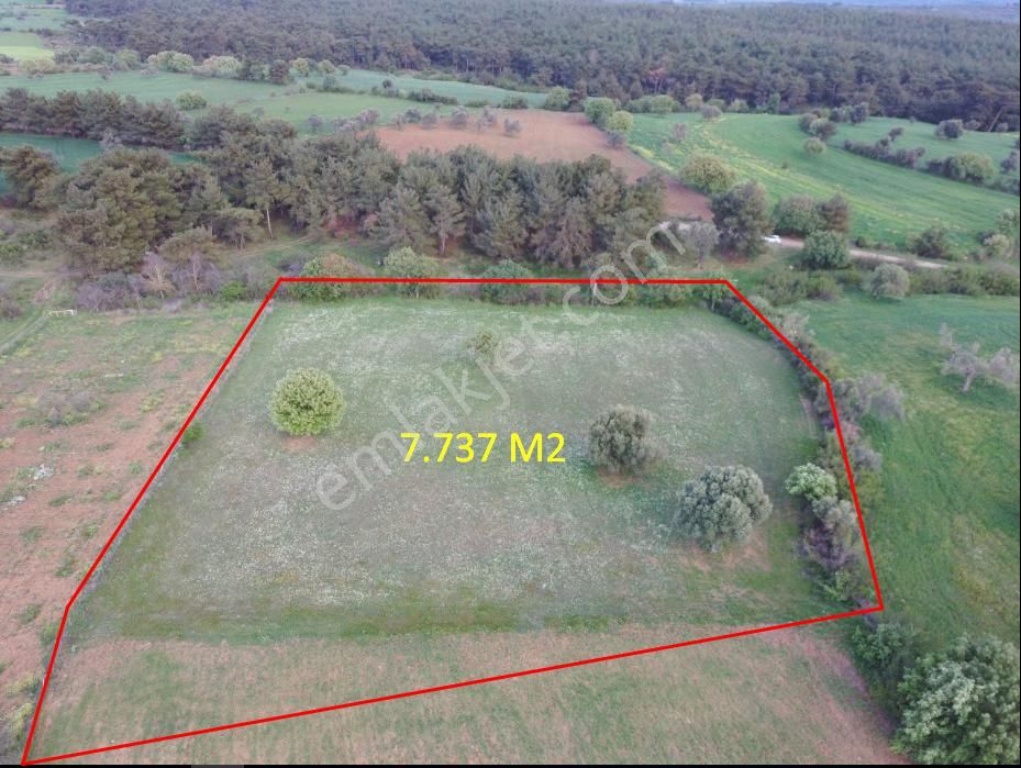 Çanakkale Bayramiç Zeytinli Satılık 7.737 M2 Yola Yakın Tarla