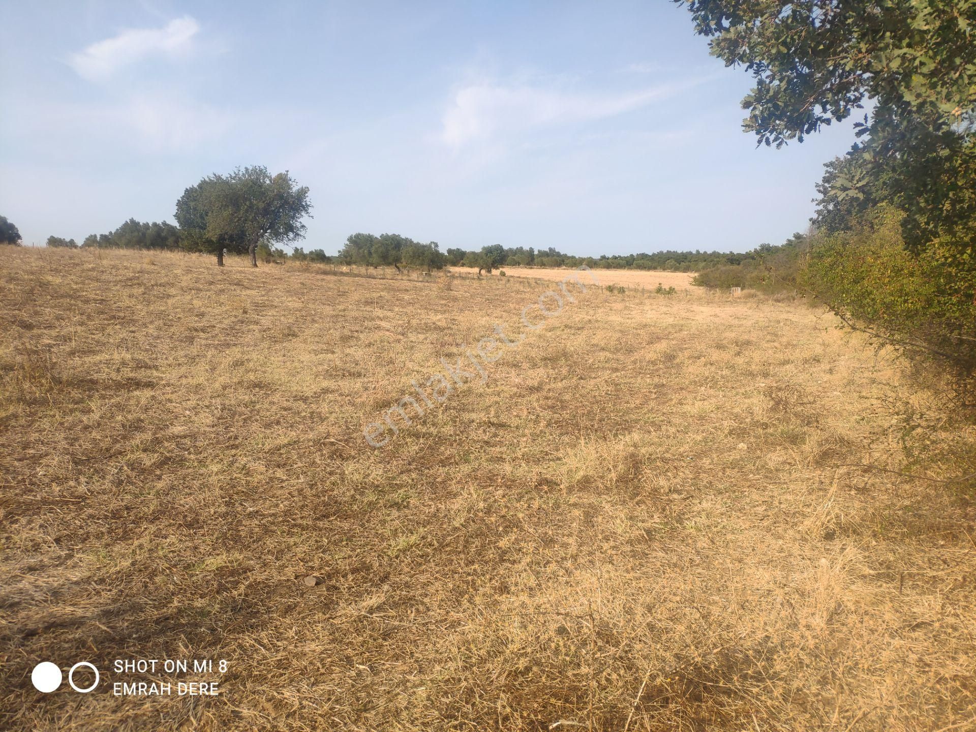 Çanakkale Bayramiç Zeytinli Satılık 7.737 M2 Yola Yakın Tarla - Görsel 13