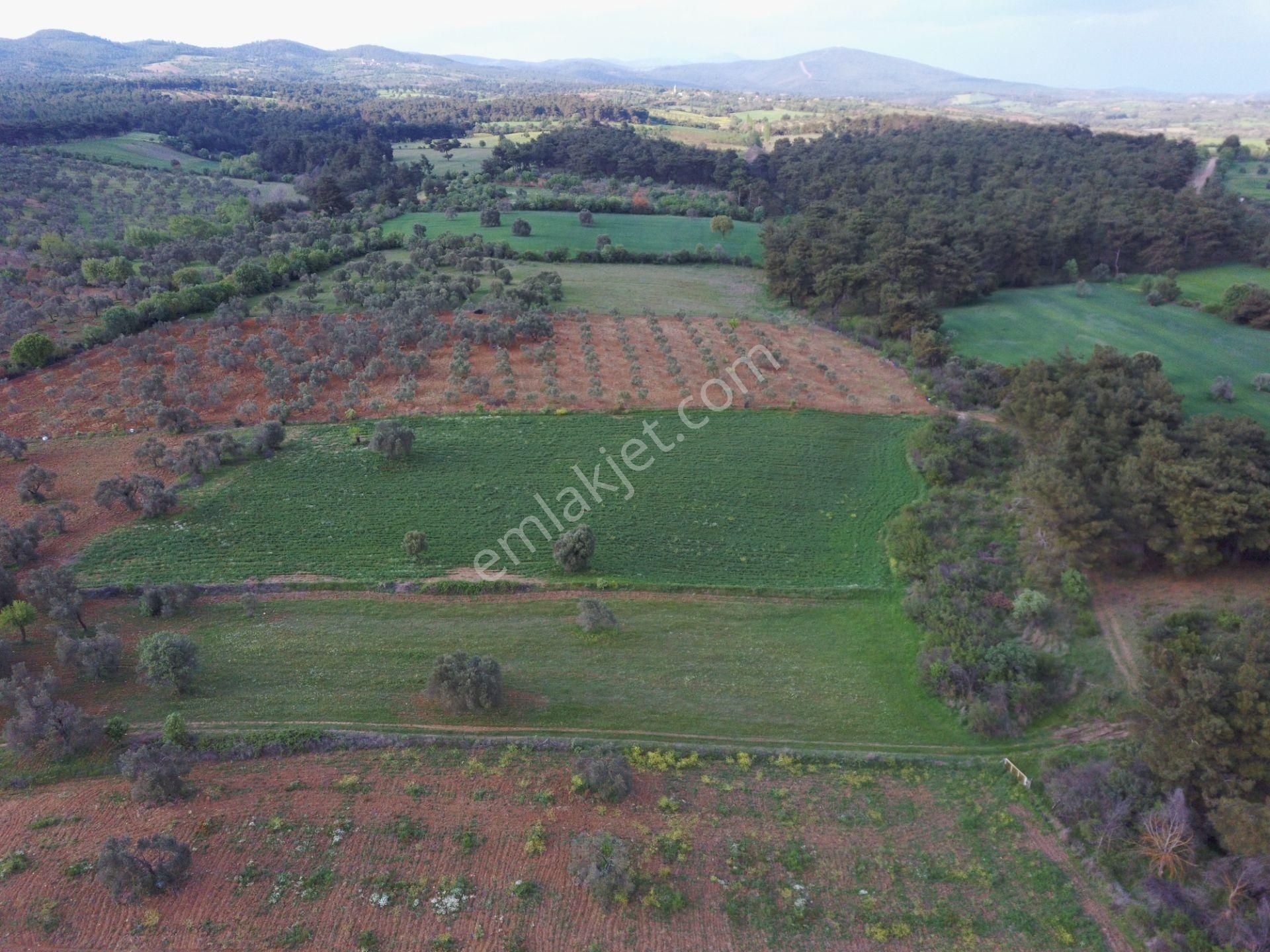 Çanakkale Bayramiç Zeytinli Satılık 7.737 M2 Yola Yakın Tarla - Görsel 24