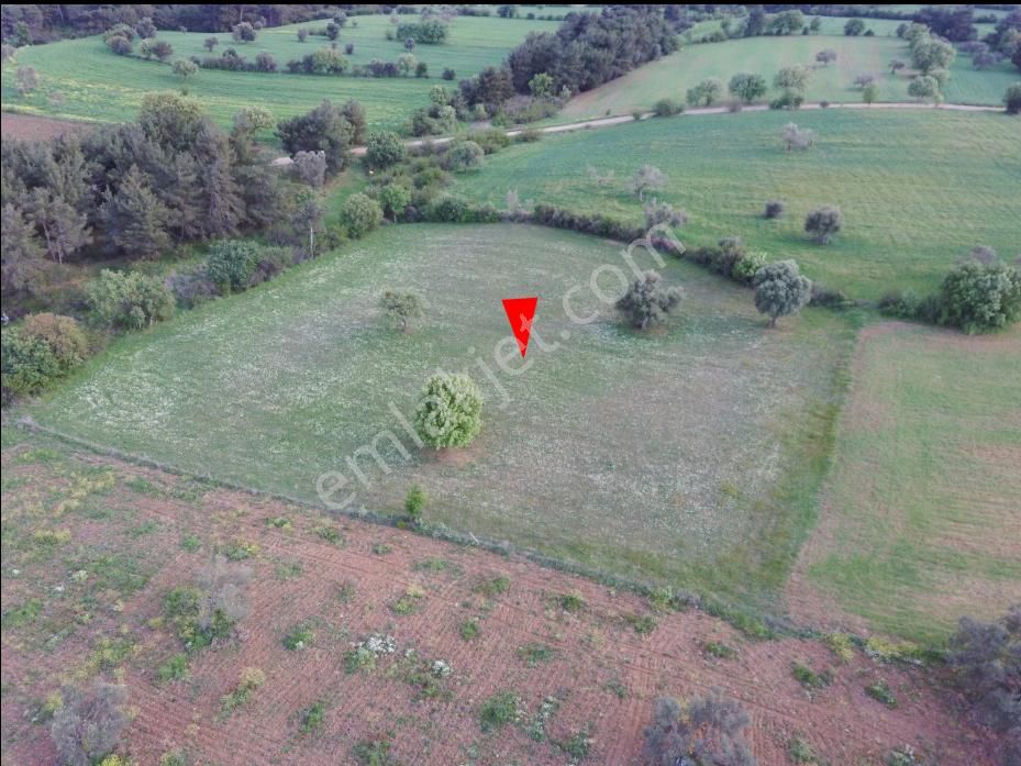 Çanakkale Bayramiç Zeytinli Satılık 7.737 M2 Yola Yakın Tarla - Görsel 28