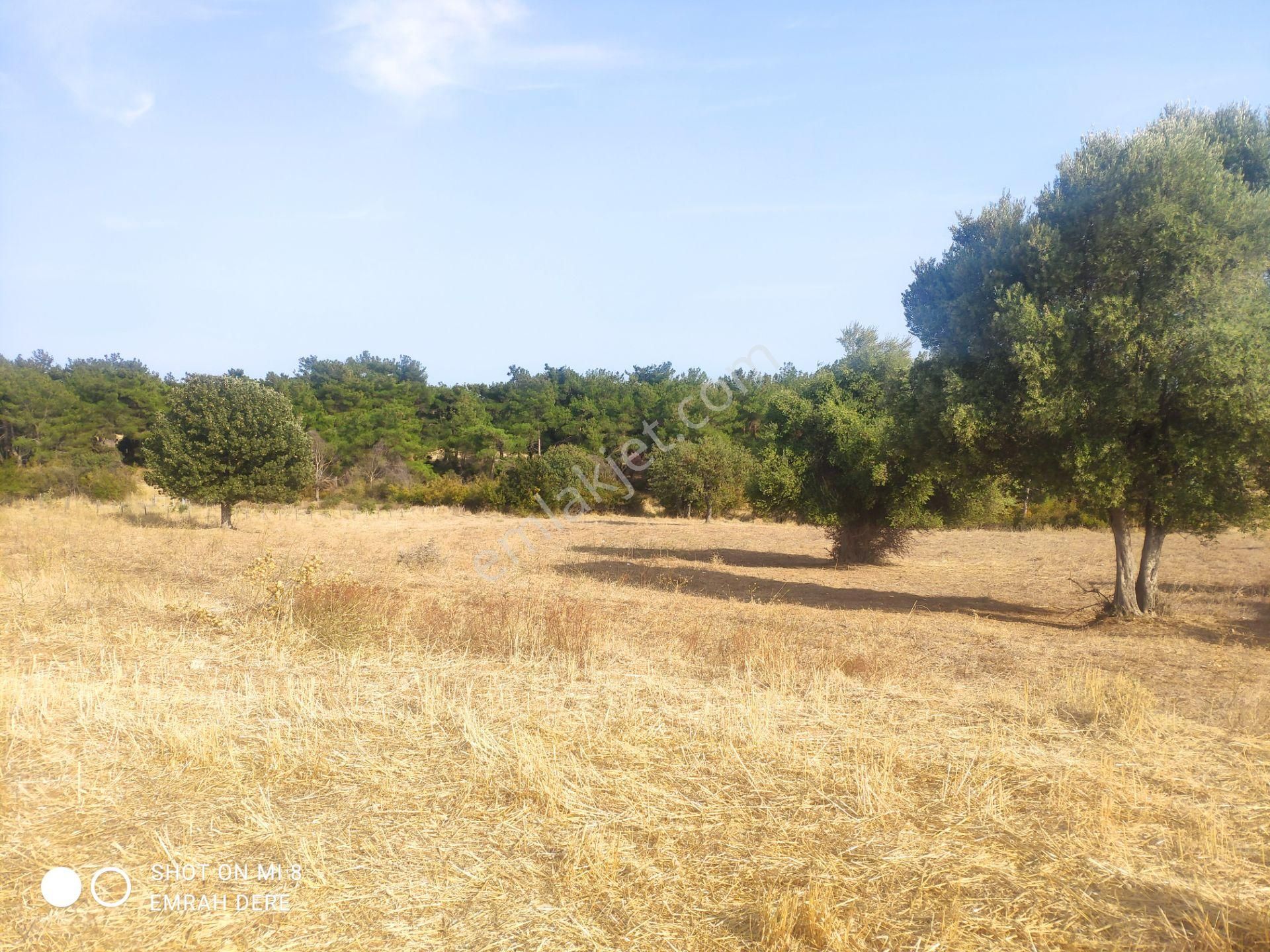 Çanakkale Bayramiç Zeytinli Satılık 7.737 M2 Yola Yakın Tarla - Görsel 21