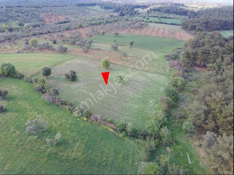 Çanakkale Bayramiç Zeytinli Satılık 7.737 M2 Yola Yakın Tarla - Görsel 4