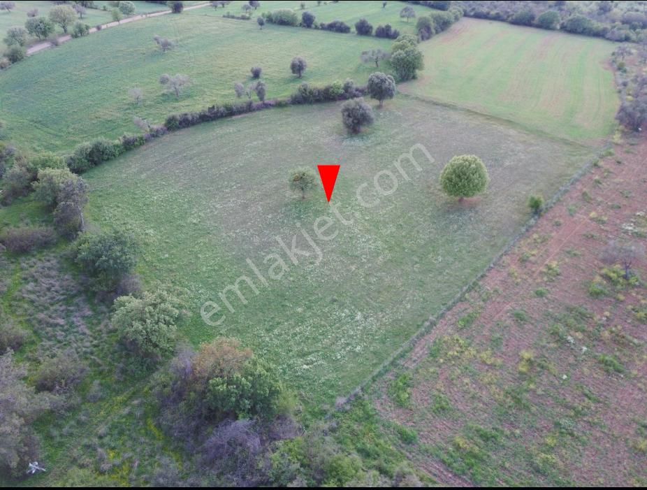 Çanakkale Bayramiç Zeytinli Satılık 7.737 M2 Yola Yakın Tarla - Görsel 9