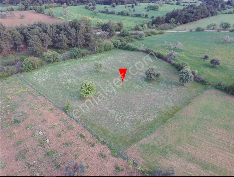 Çanakkale Bayramiç Zeytinli Satılık 7.737 M2 Yola Yakın Tarla - Görsel 8