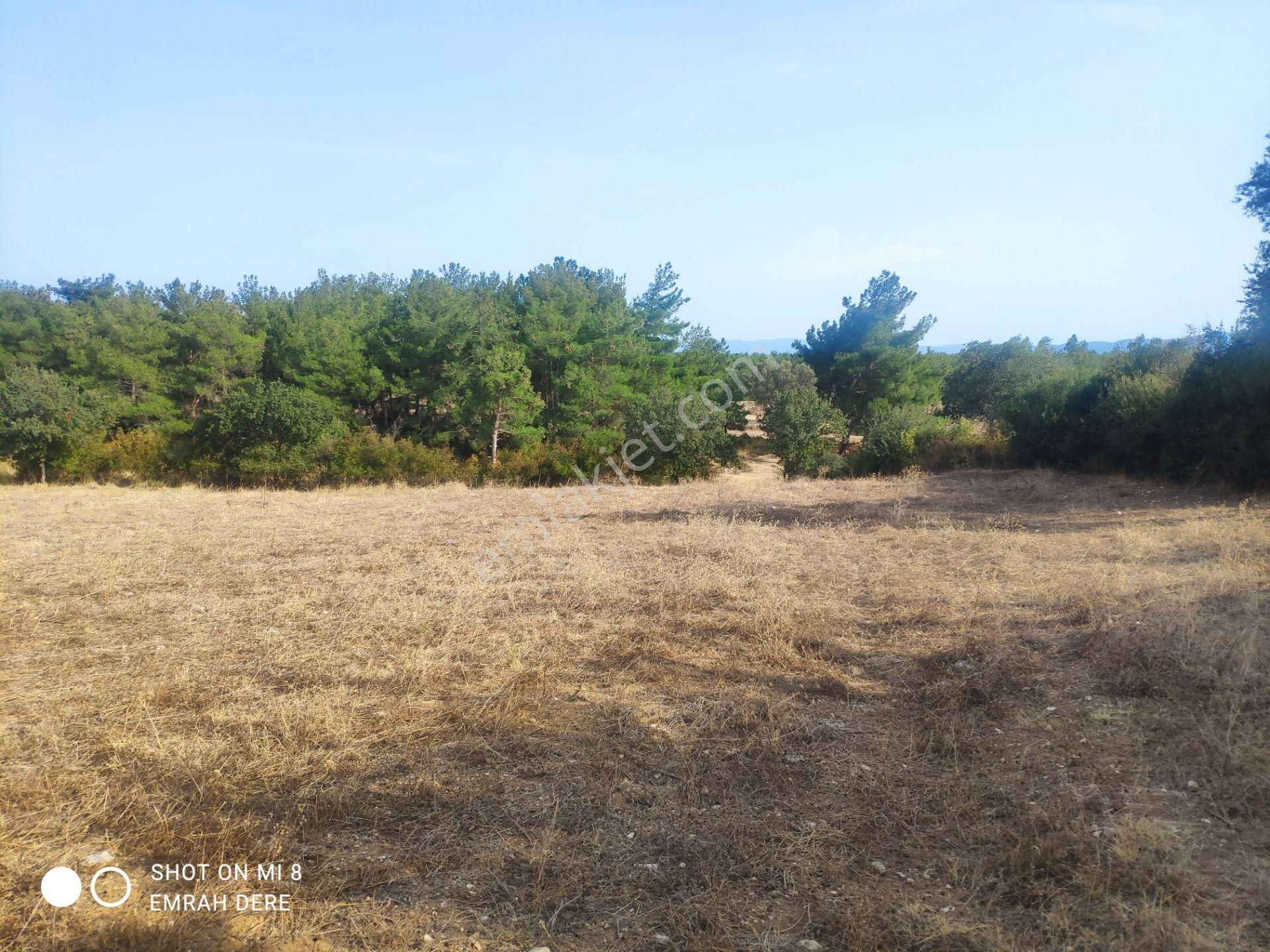 Çanakkale Bayramiç Zeytinli Satılık 7.737 M2 Yola Yakın Tarla - Görsel 18