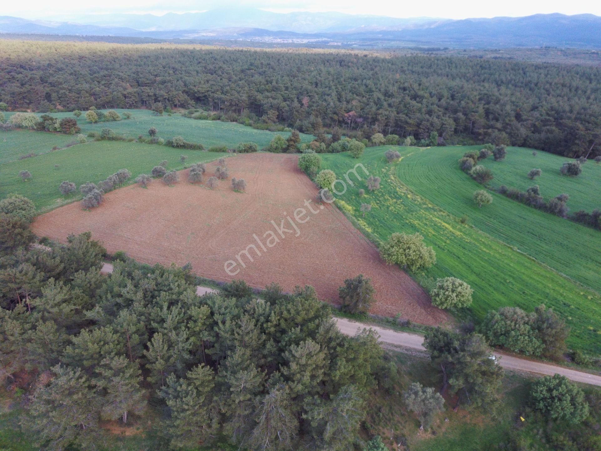 Çanakkale Bayramiç Zeytinli Satılık 7.737 M2 Yola Yakın Tarla - Görsel 25