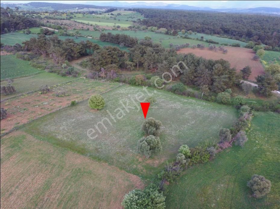 Çanakkale Bayramiç Zeytinli Satılık 7.737 M2 Yola Yakın Tarla - Görsel 6