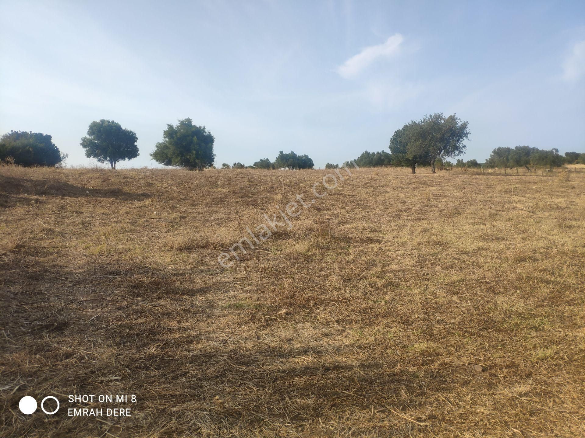 Çanakkale Bayramiç Zeytinli Satılık 7.737 M2 Yola Yakın Tarla - Görsel 14