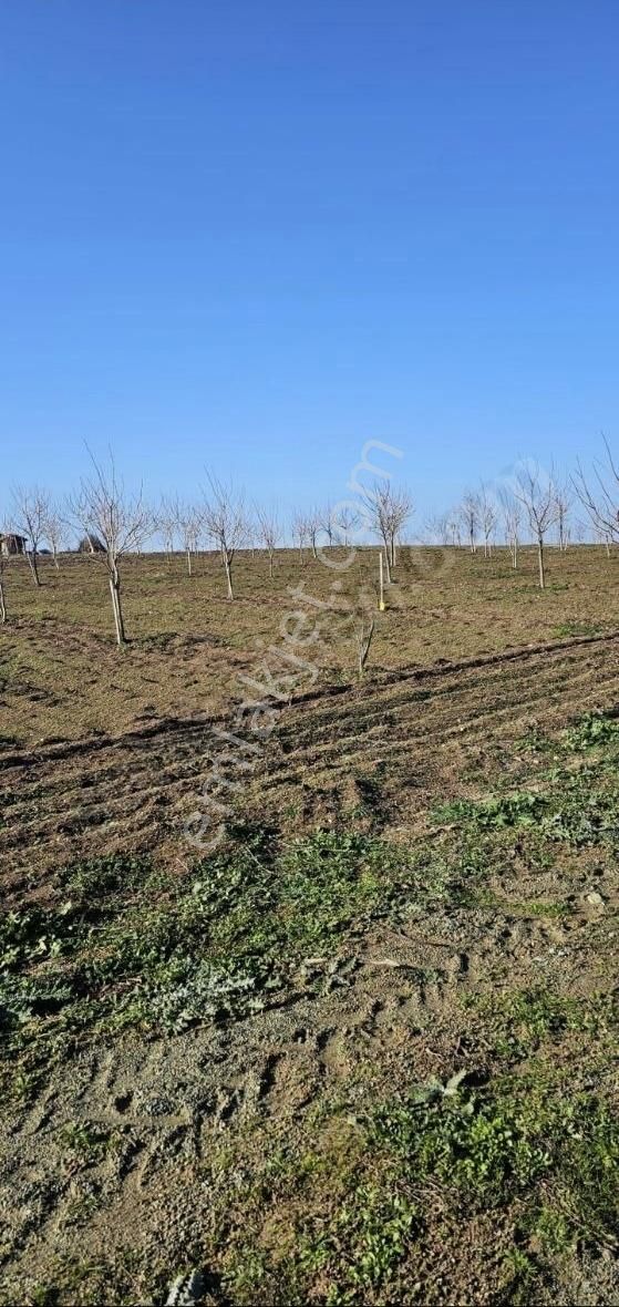 2000m Yeniyapılan Gıda Saniye5km Düz Resmi Yolusuyu Var
