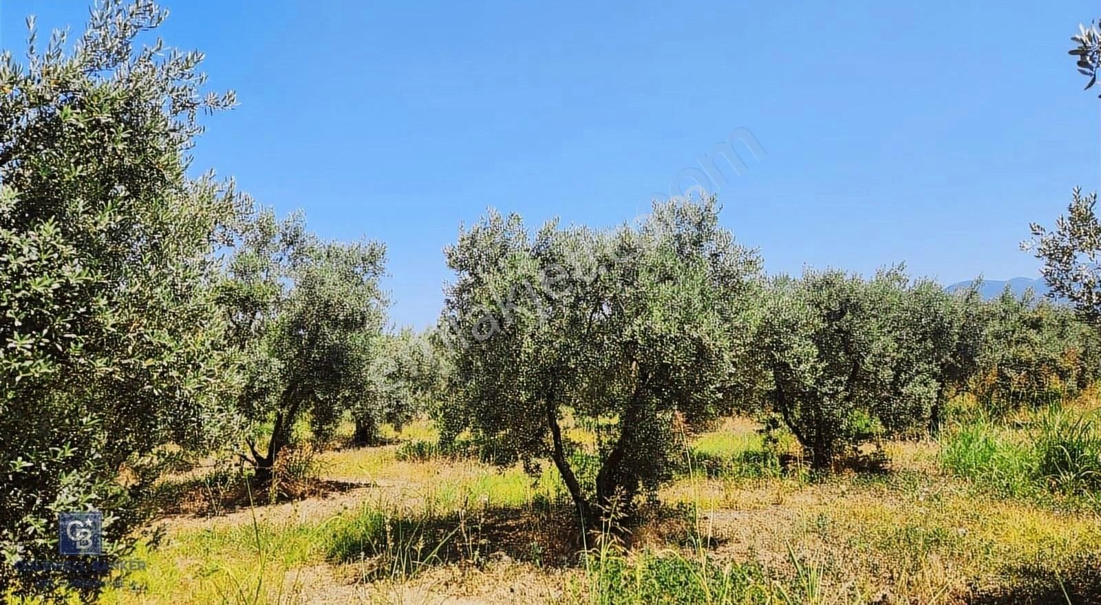 Kemalpaşa'da Satılık İçinde Zeytin Ağaçları Bulunan Tarla