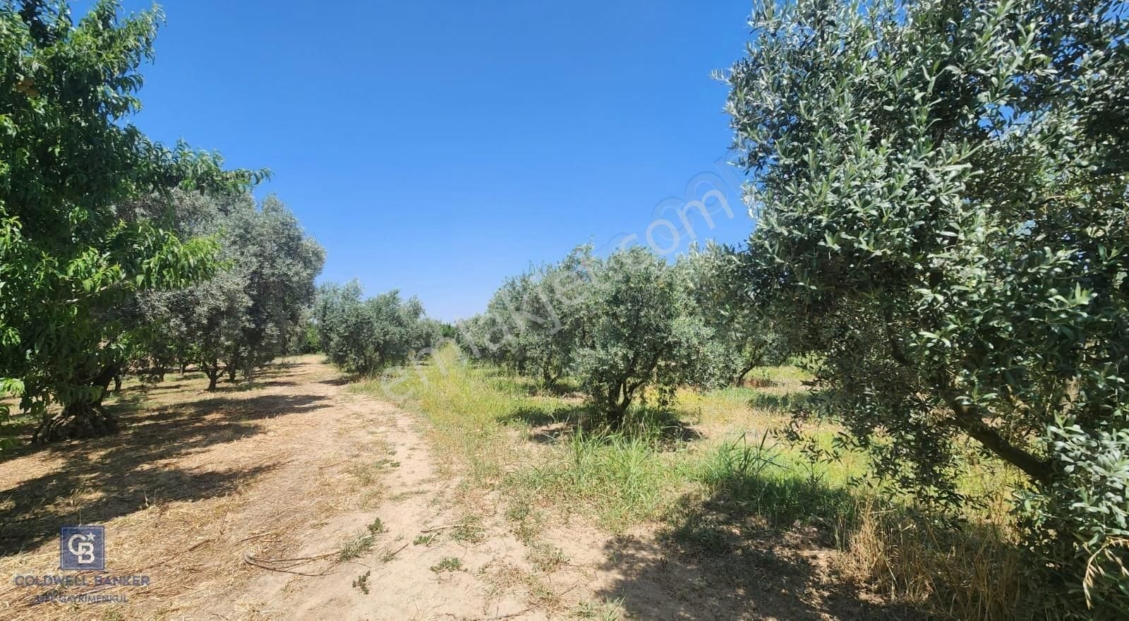 Kemalpaşa'da Satılık İçinde Zeytin Ağaçları Bulunan Tarla - Görsel 9