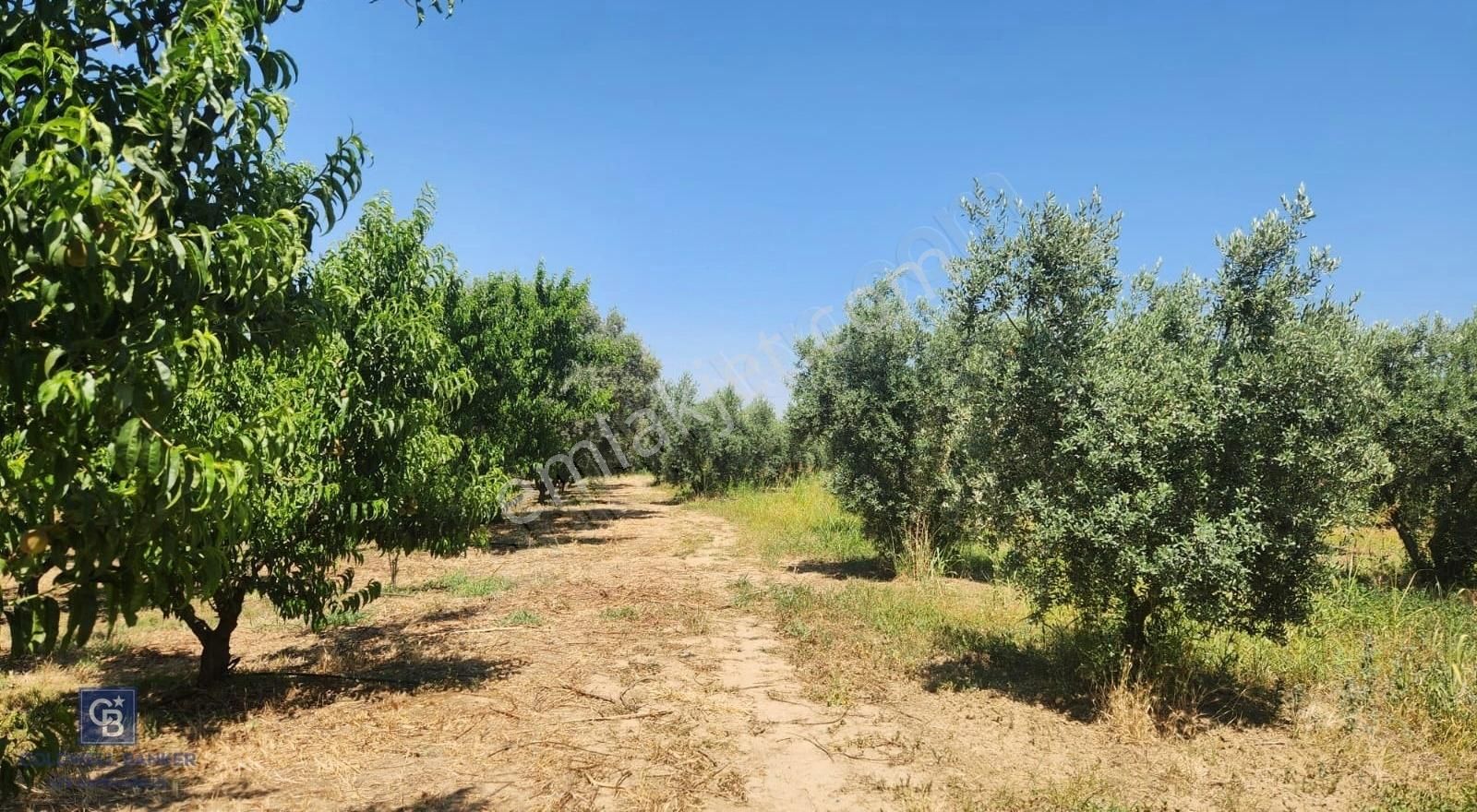 Kemalpaşa'da Satılık İçinde Zeytin Ağaçları Bulunan Tarla - Görsel 10