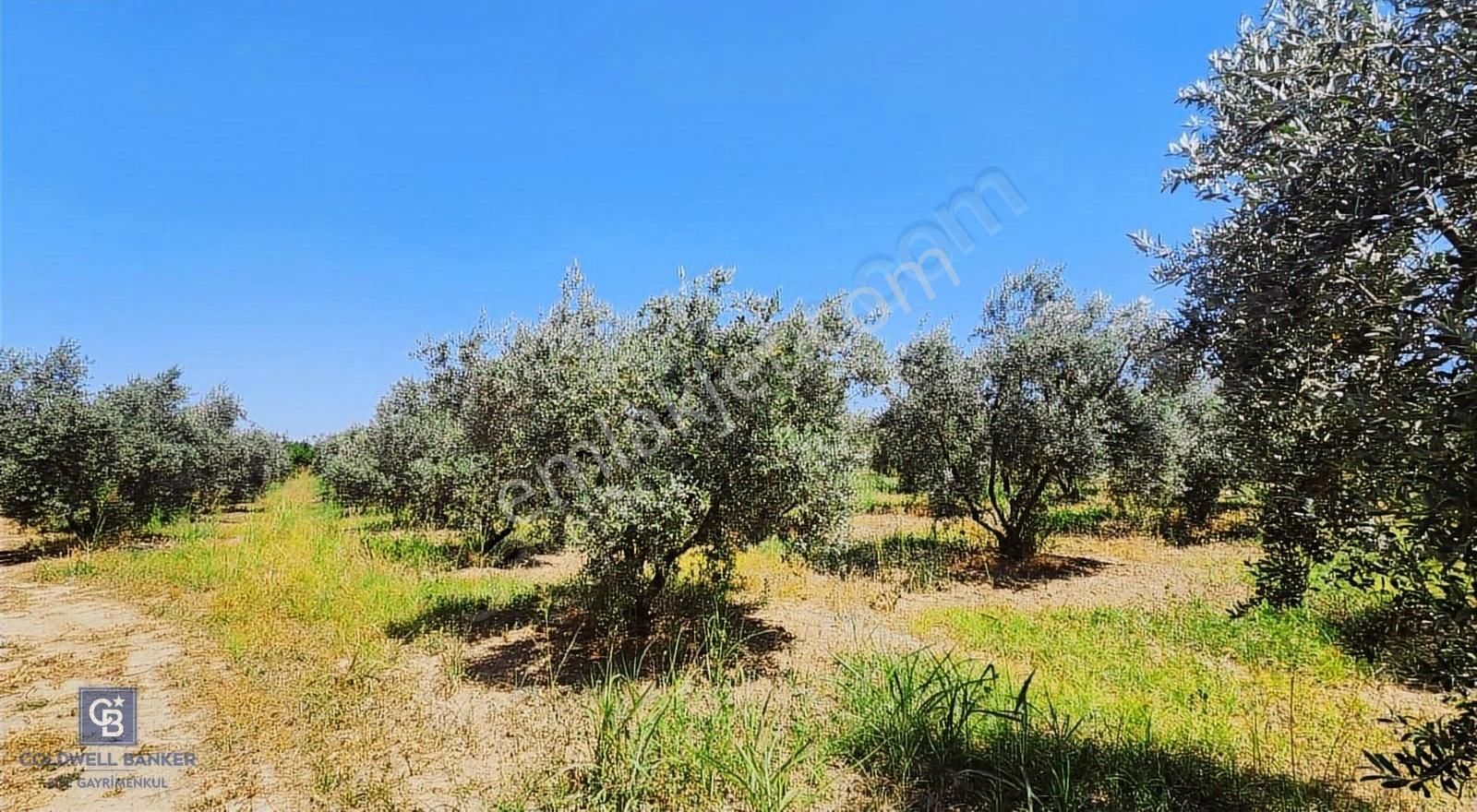 Kemalpaşa'da Satılık İçinde Zeytin Ağaçları Bulunan Tarla - Görsel 8