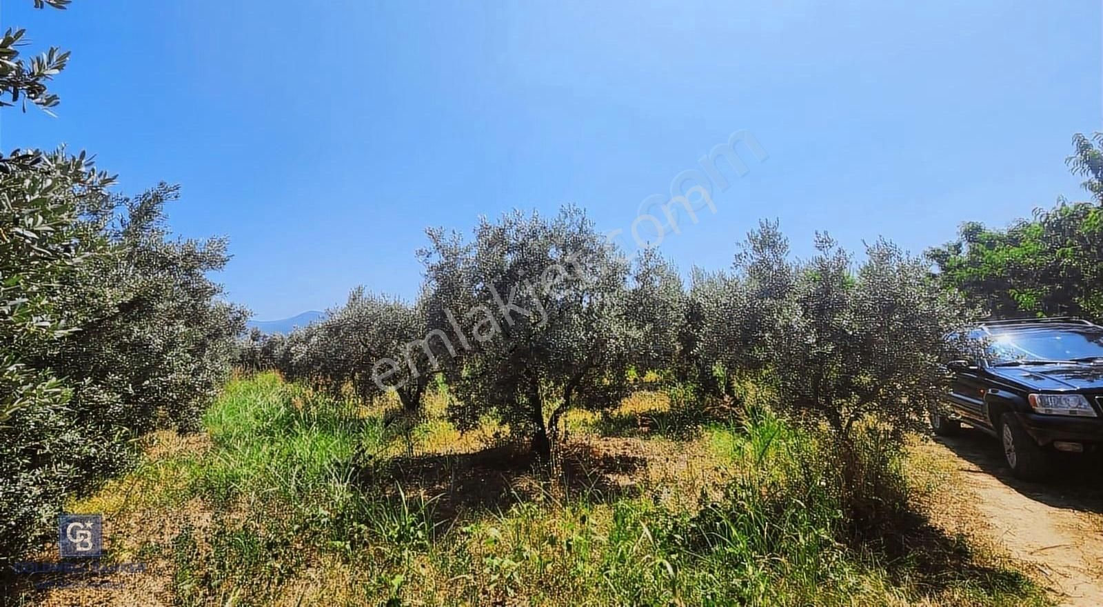 Kemalpaşa'da Satılık İçinde Zeytin Ağaçları Bulunan Tarla - Görsel 3