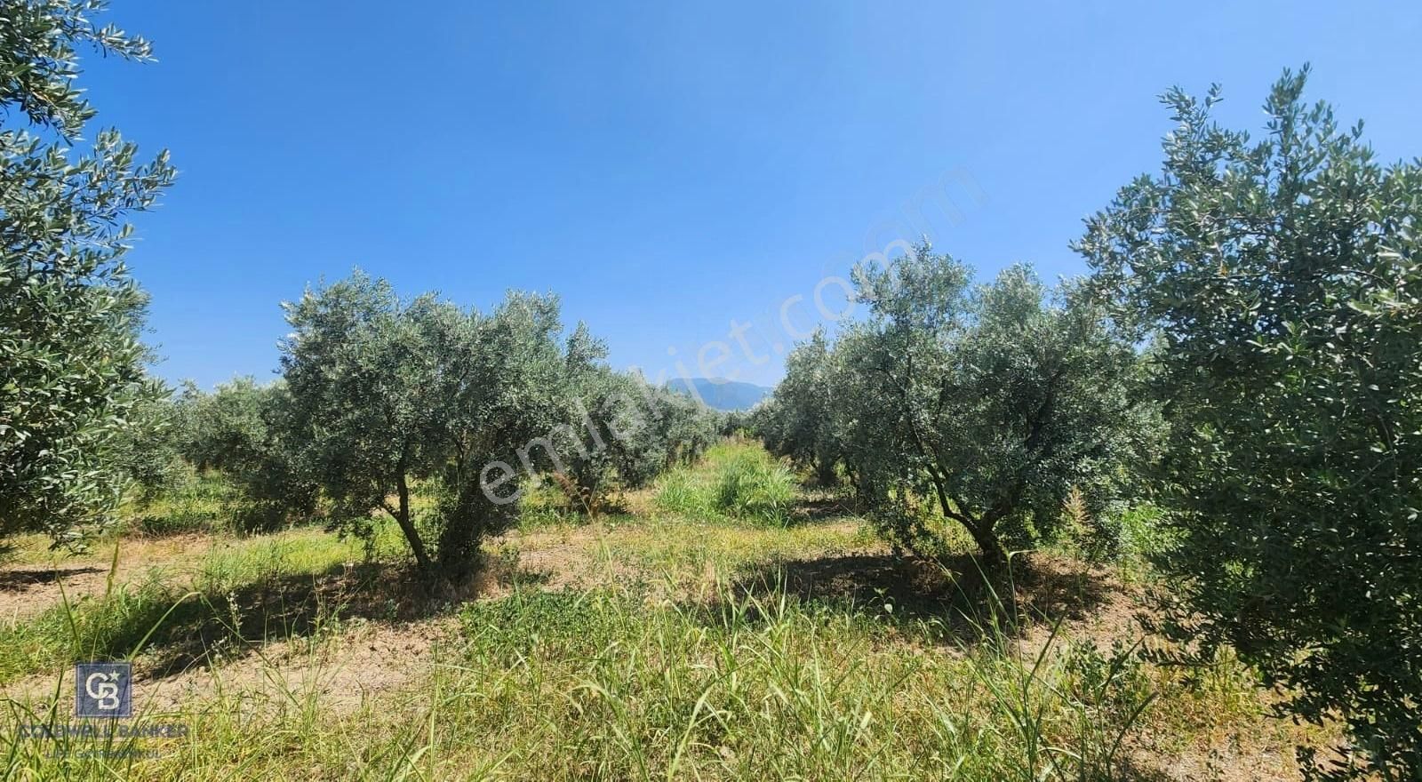 Kemalpaşa'da Satılık İçinde Zeytin Ağaçları Bulunan Tarla - Görsel 4