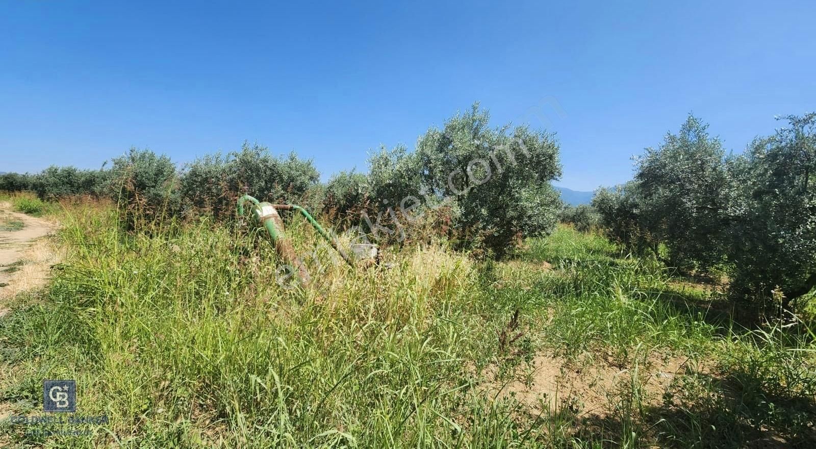 Kemalpaşa'da Satılık İçinde Zeytin Ağaçları Bulunan Tarla - Görsel 6