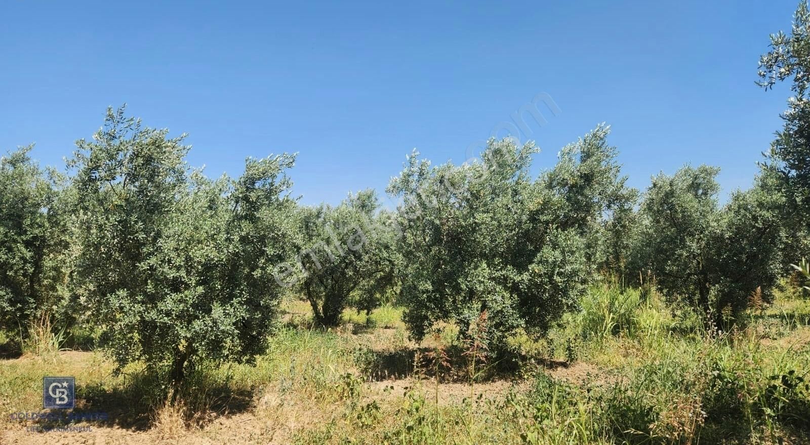 Kemalpaşa Bağyurdu'nda Zeytin Ağaçlı Satılık Tarla