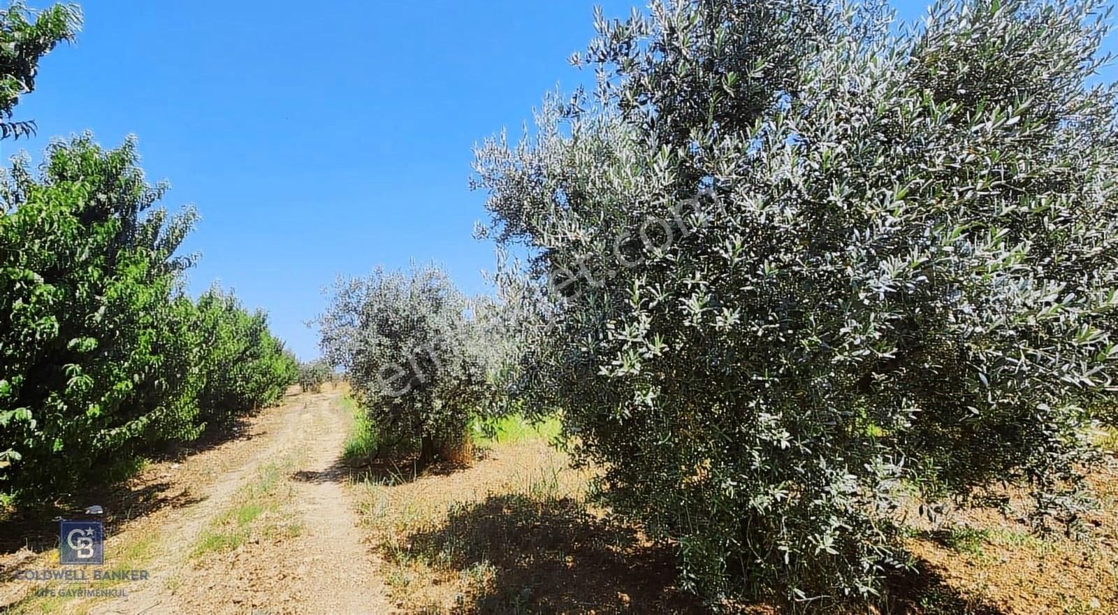Kemalpaşa Bağyurdu'nda Zeytin Ağaçlı Satılık Tarla - Görsel 9