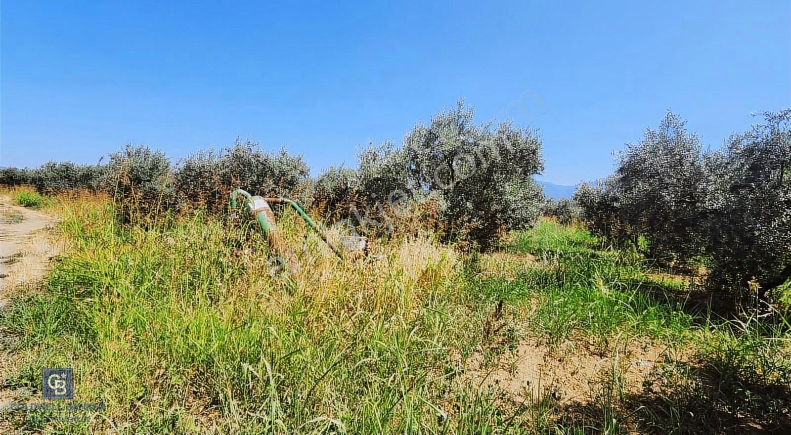 Kemalpaşa Bağyurdu'nda Zeytin Ağaçlı Satılık Tarla - Görsel 2