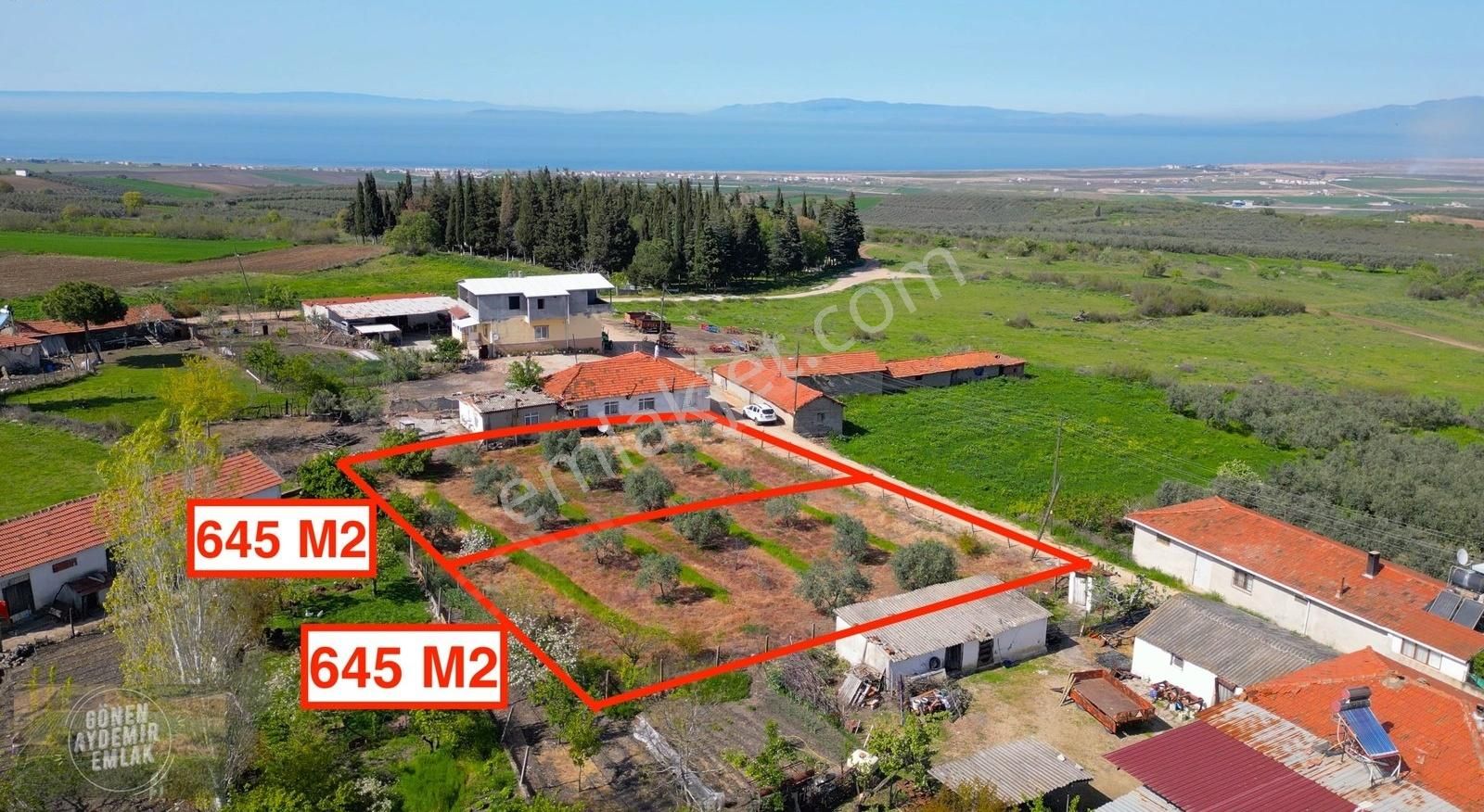 Deniz Manzaralı Zeytin Ağaçlı 645 M2 Yanyana 2 Adet İmarlı Arsa