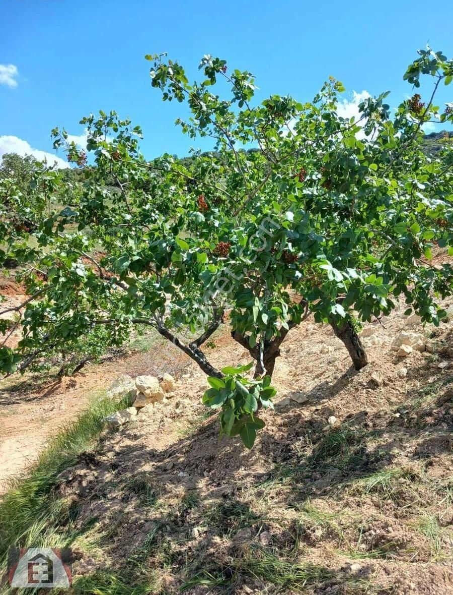 10 Dönüm Fıstık Bahçesi 2 Milyon