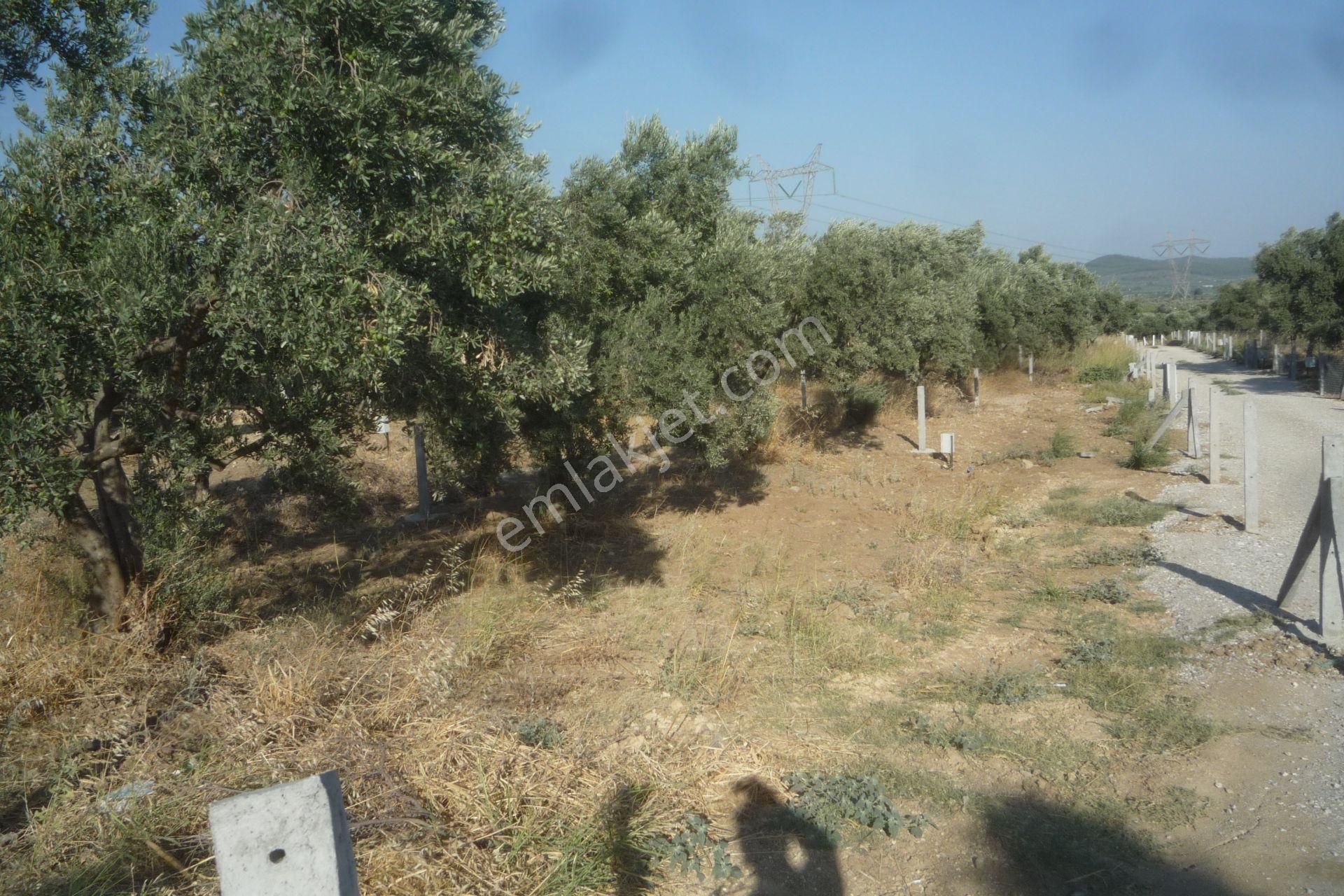 İzmir Torbalı Gold Emlaktan Saiplerde Satılık Zeytin Bahçesi - Görsel 4