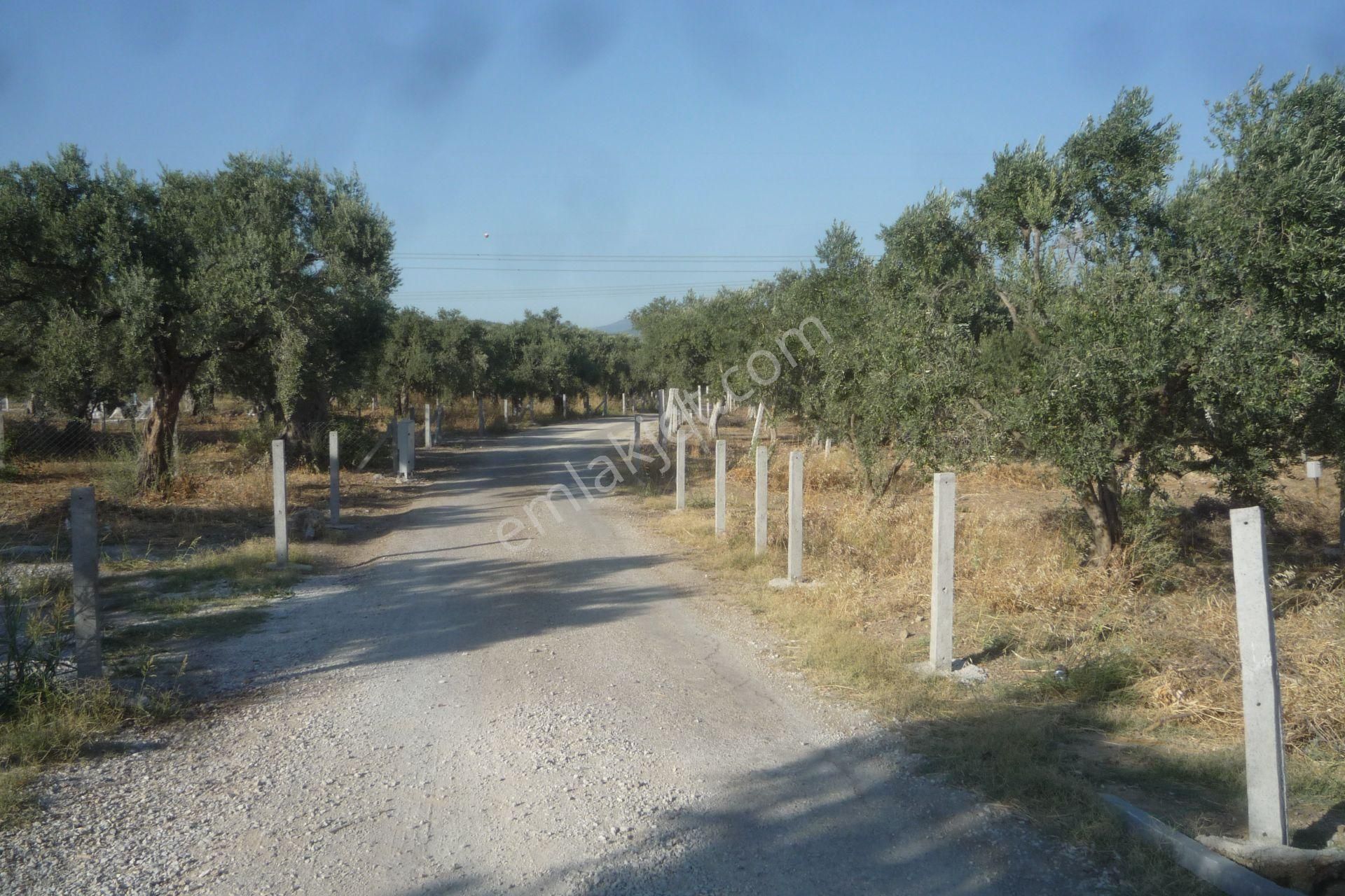 İzmir Torbalı Gold Emlaktan Saiplerde Satılık Zeytin Bahçesi - Görsel 2