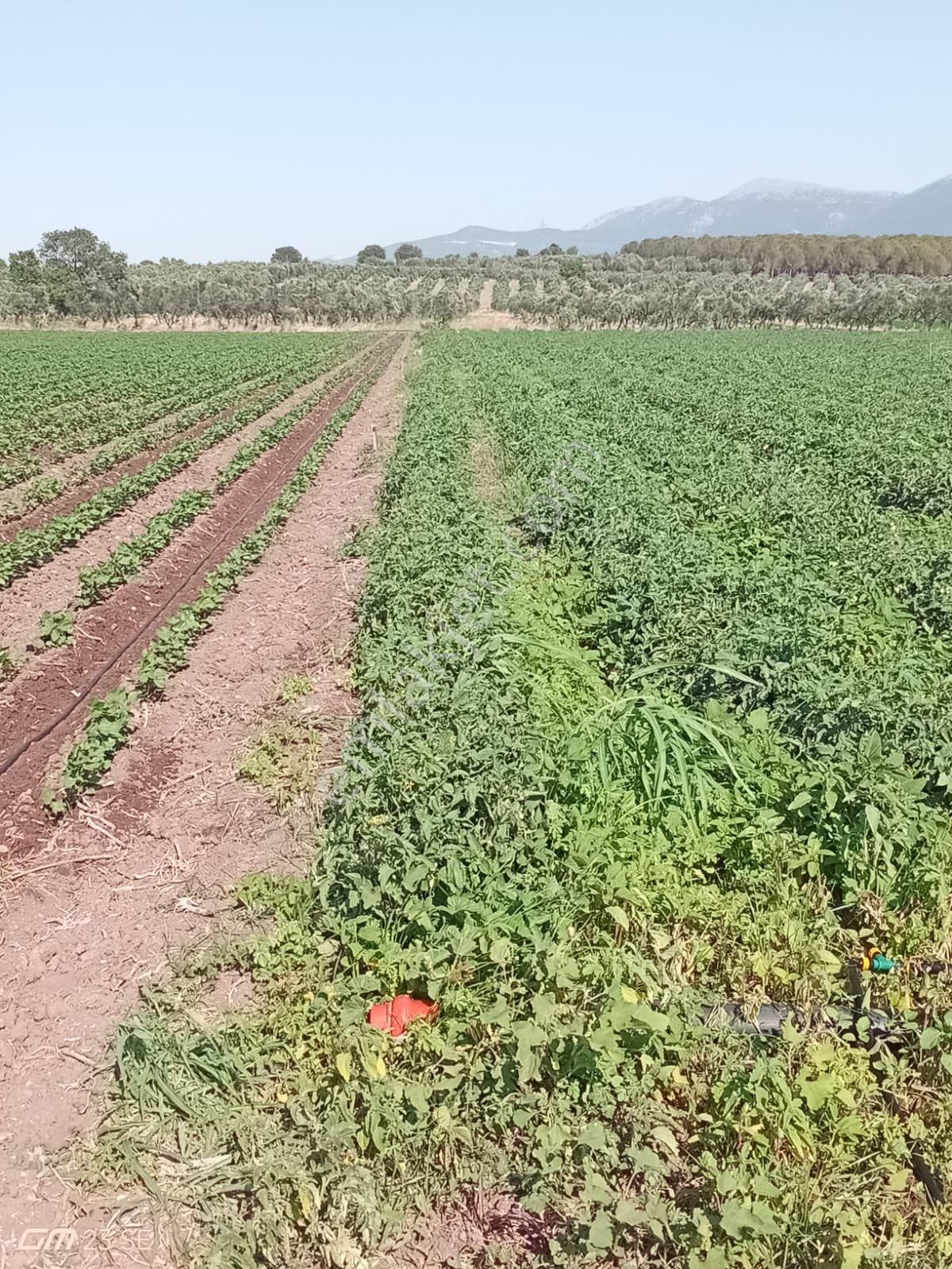 🌿 İzmir Bergama Sarıcalar Mahallesi’nde Satılık Tarla