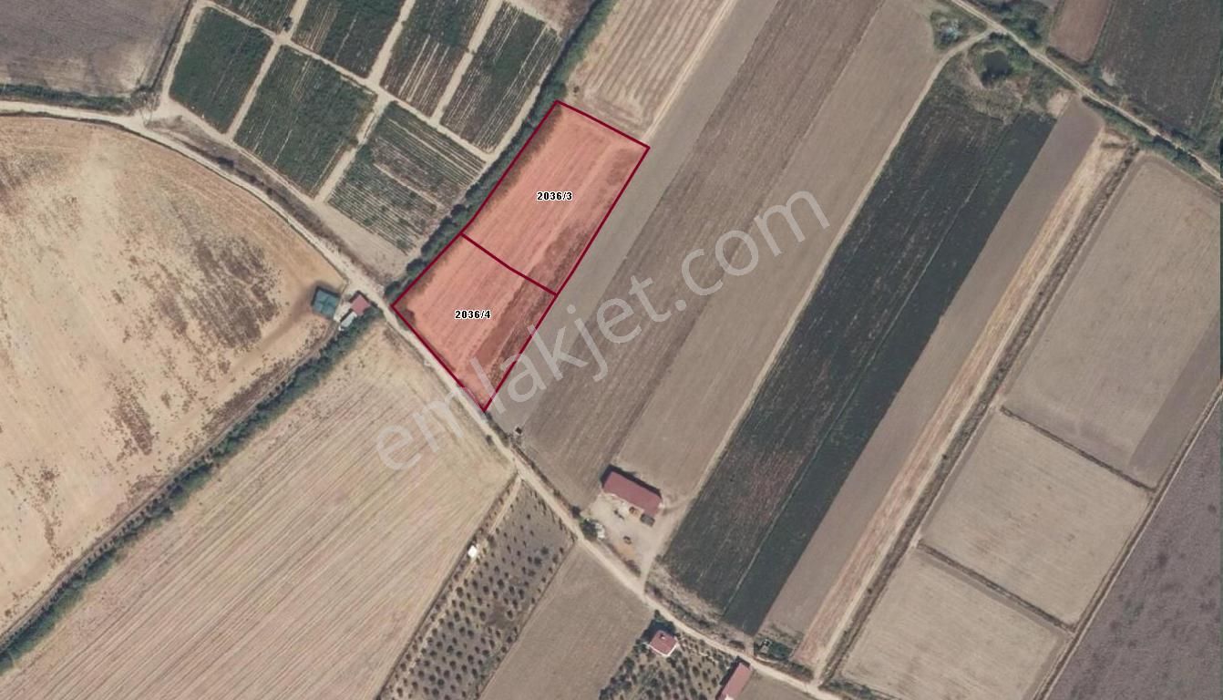 Didim Akyeniköy De Satılık Verimli Sulu Tarla - Görsel 6