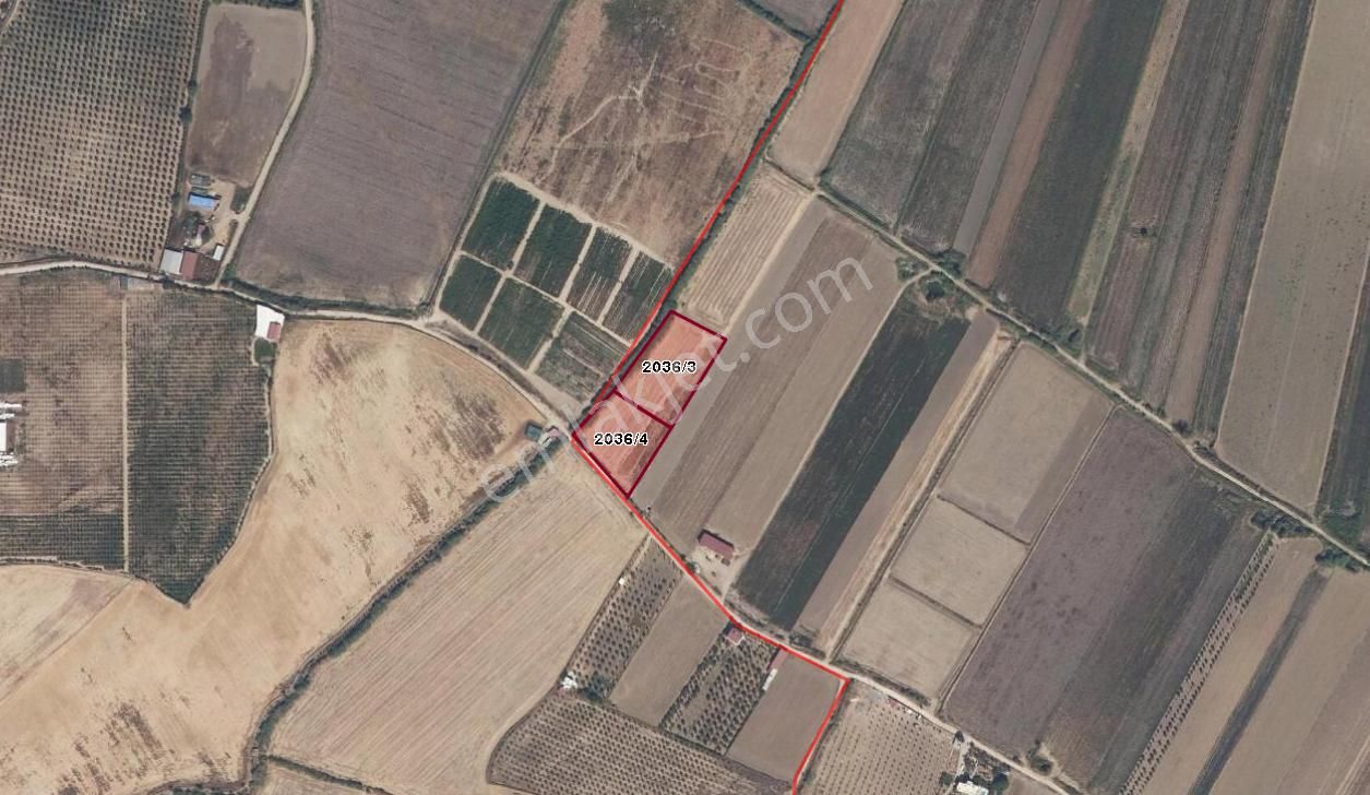 Didim Akyeniköy De Satılık Verimli Sulu Tarla - Görsel 4