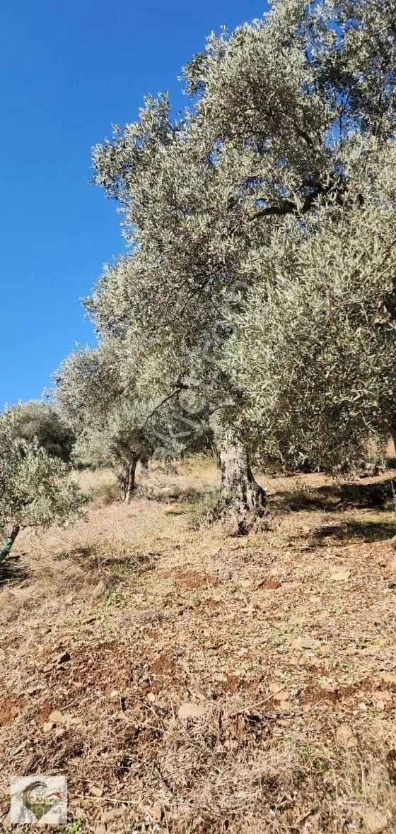 İzmir Dikilide Muhteşem Arsa Zeytinlik Tarla Sizleri Bekliyor
