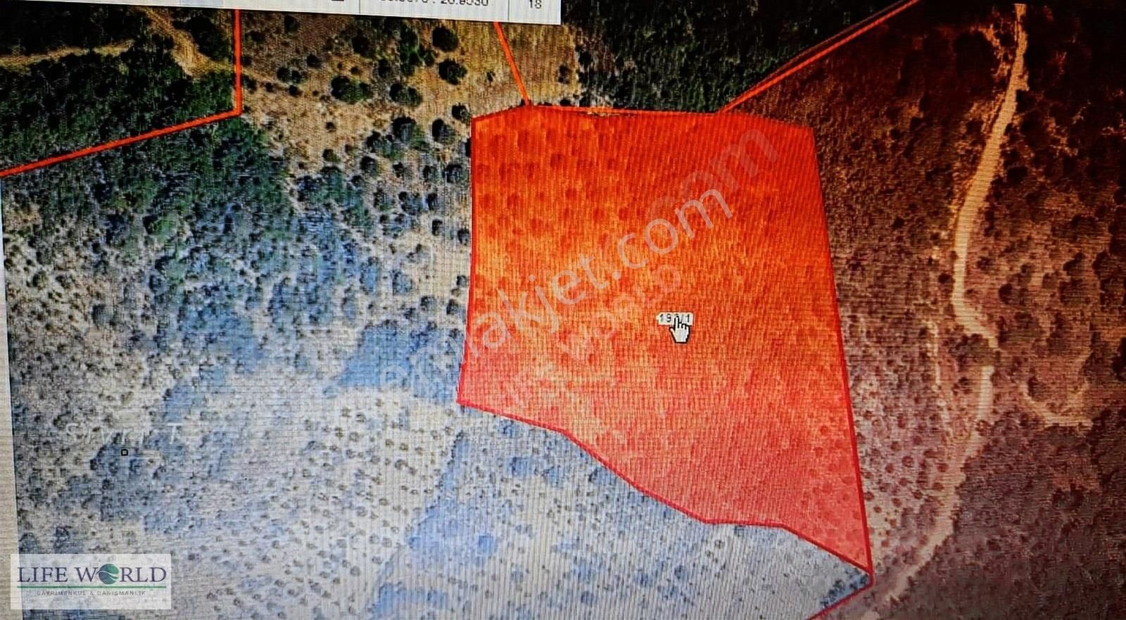 Balıkesir, Gömeç, Kumgedik 19.177 M2 Satılık Zeytinlik&fıstıklık