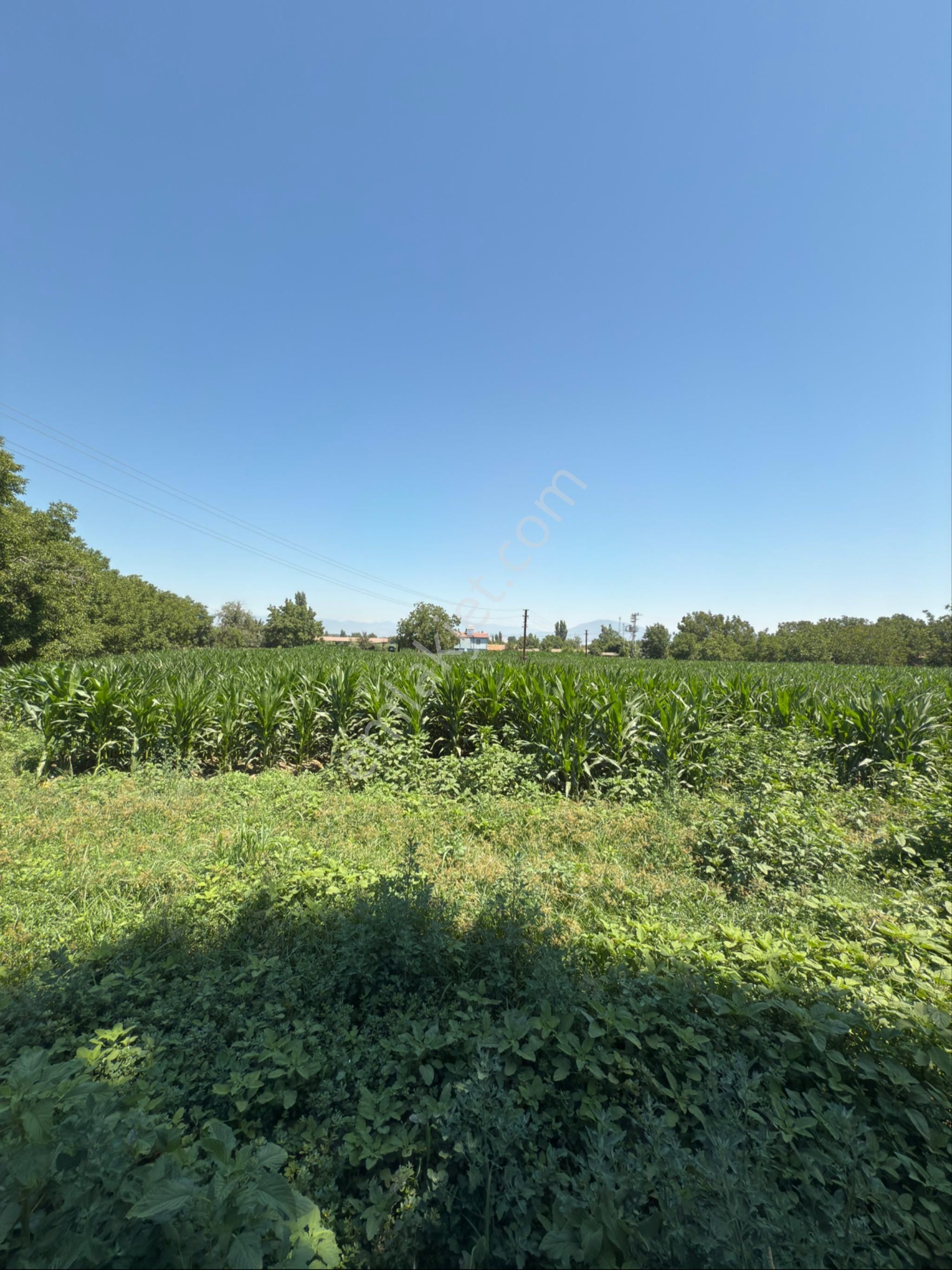 Akyörük Gayrimenkulden Satılık Çiftlik - Görsel 5