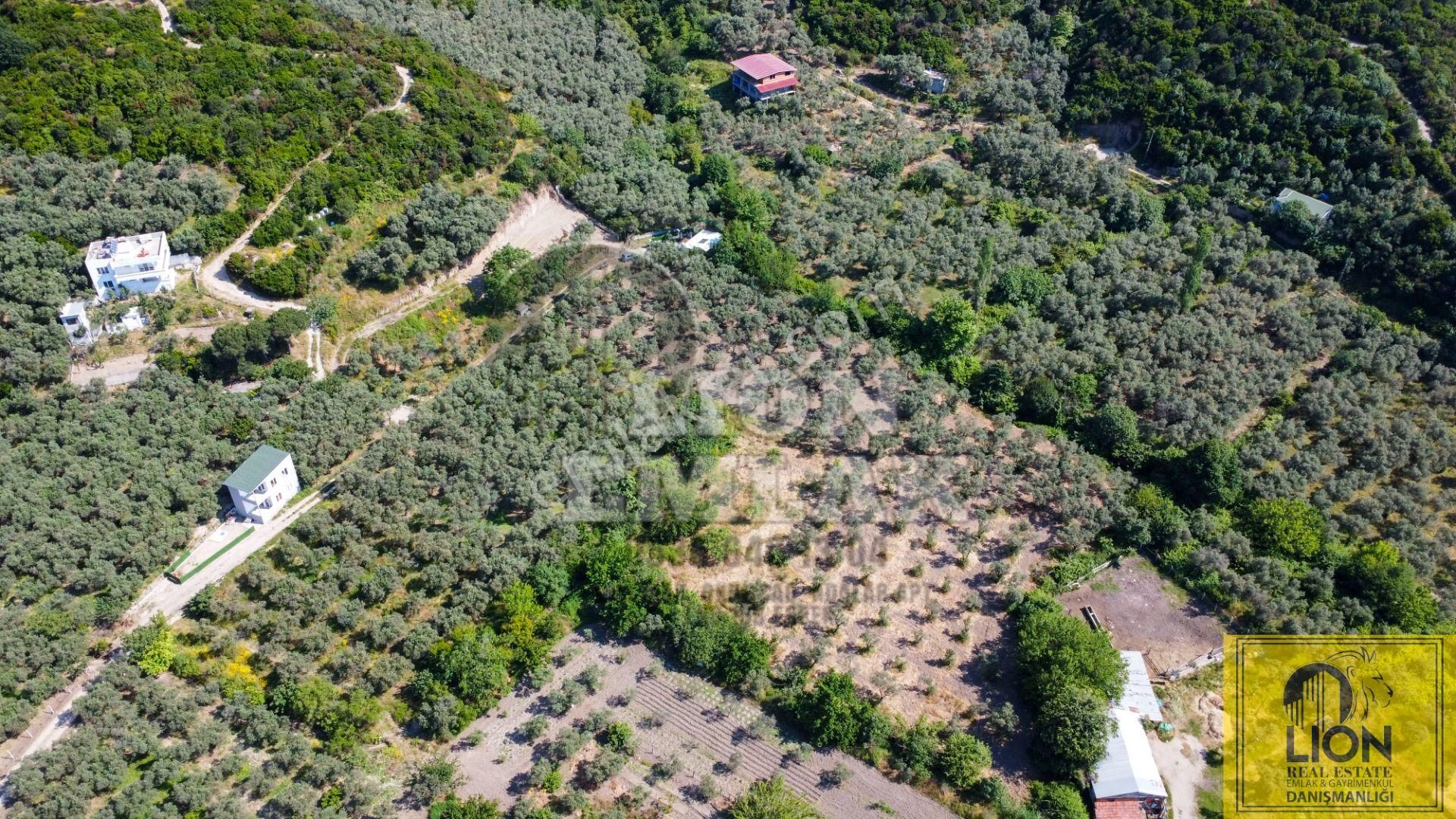 🟨⬛lıon Emlak'tan Turan Mahallesinde 2344m² Satılık Zeytinlik⬛🟨 - Görsel 10
