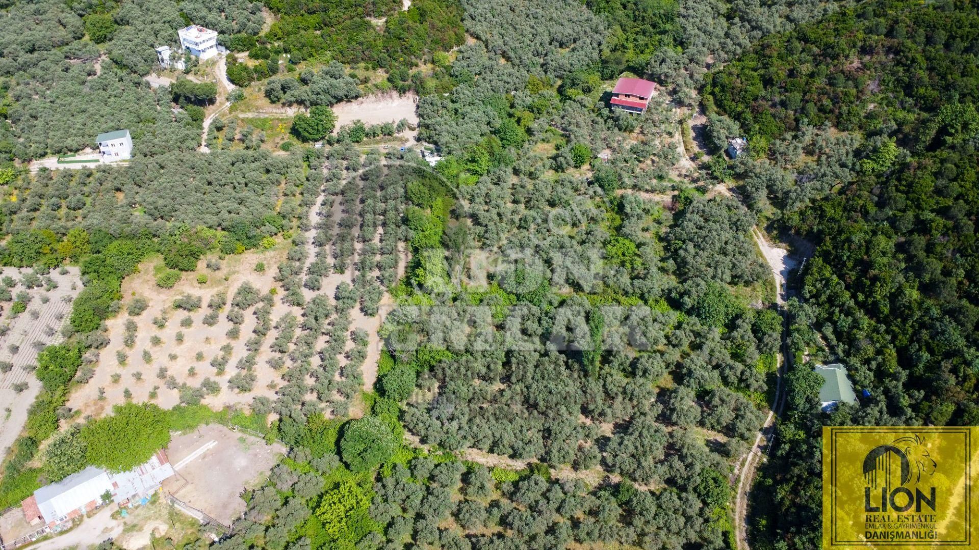 🟨⬛lıon Emlak'tan Turan Mahallesinde 2344m² Satılık Zeytinlik⬛🟨 - Görsel 2