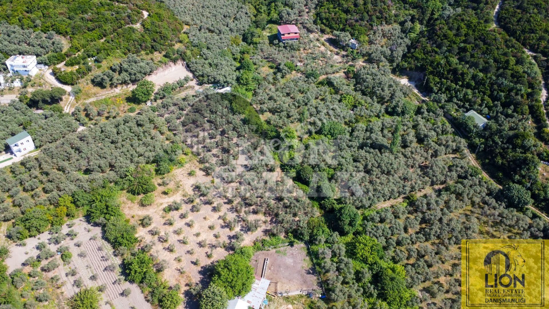 🟨⬛lıon Emlak'tan Turan Mahallesinde 2344m² Satılık Zeytinlik⬛🟨 - Görsel 8