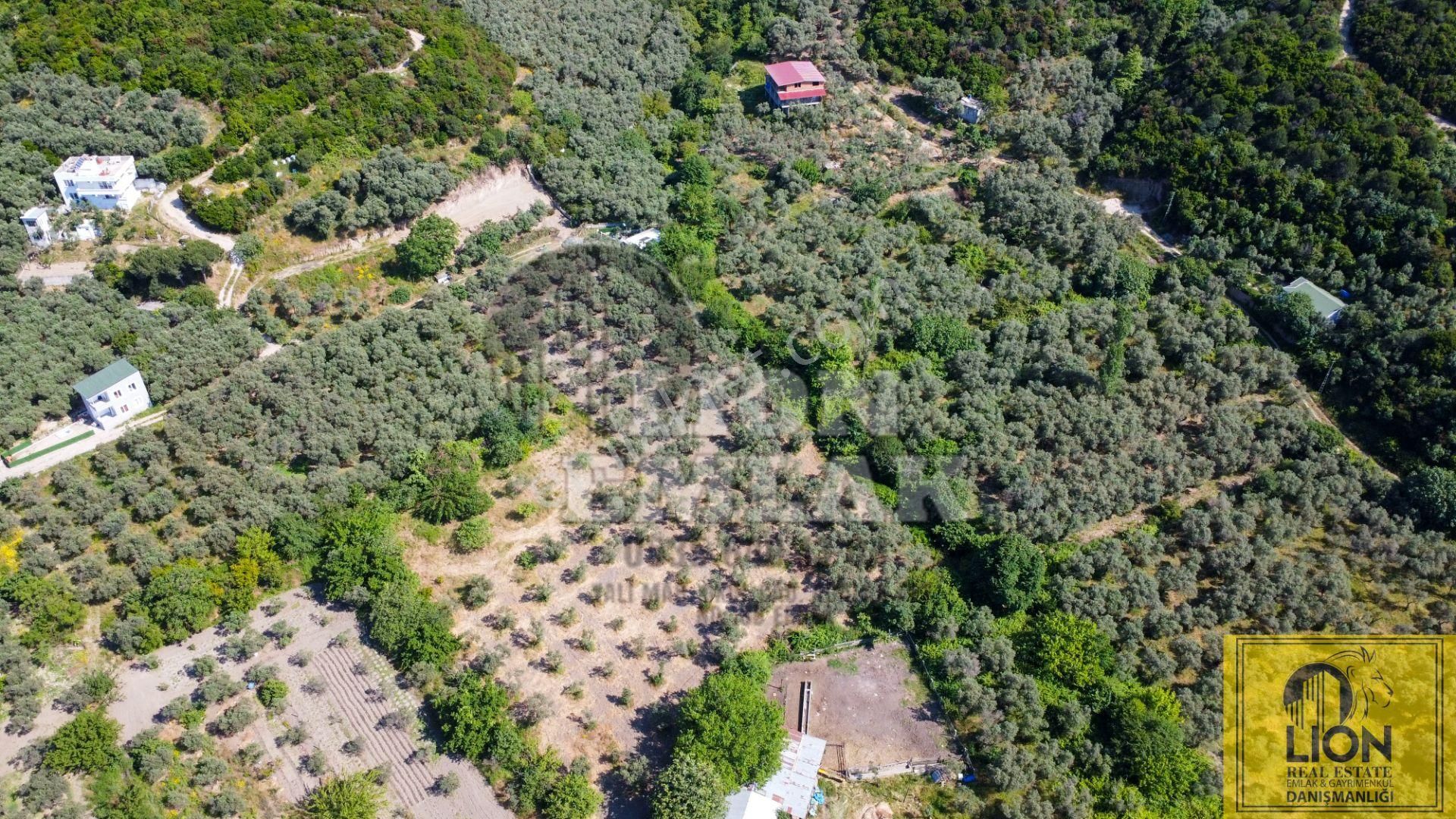 🟨⬛lıon Emlak'tan Turan Mahallesinde 2344m² Satılık Zeytinlik⬛🟨 - Görsel 9