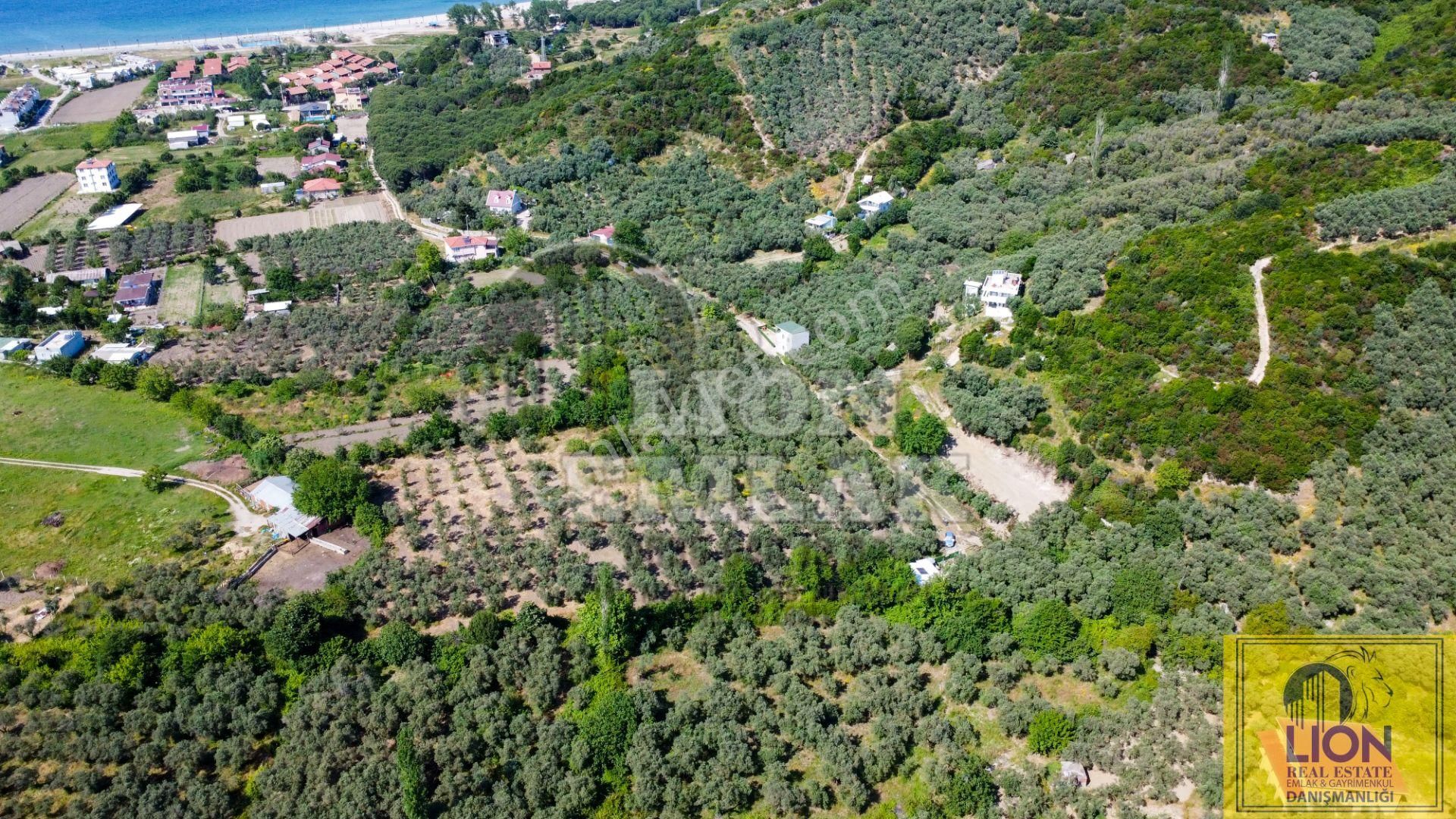 🟨⬛lıon Emlak'tan Turan Mahallesinde 2344m² Satılık Zeytinlik⬛🟨 - Görsel 6