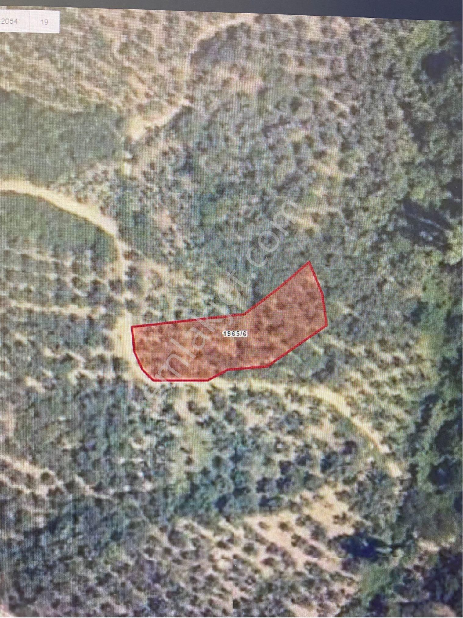 Gemlik Umurbey'de 1.113.71 M2 Satılık Zeytinlik - Görsel 4