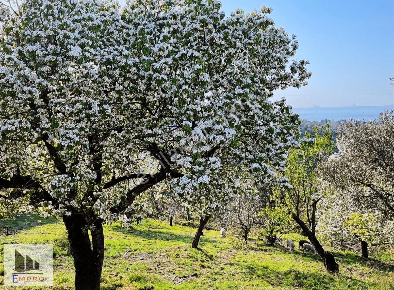 Karamürsel Kayacikta 22,746 M2 Satılık Arazı