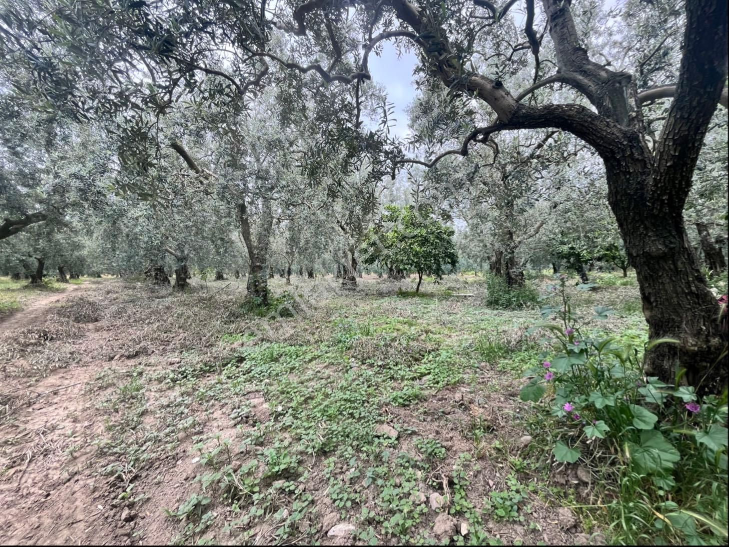 Sahibinden Satılık 2.080 M2 Arsa Üzerinde Müstakil Ev - Görsel 14