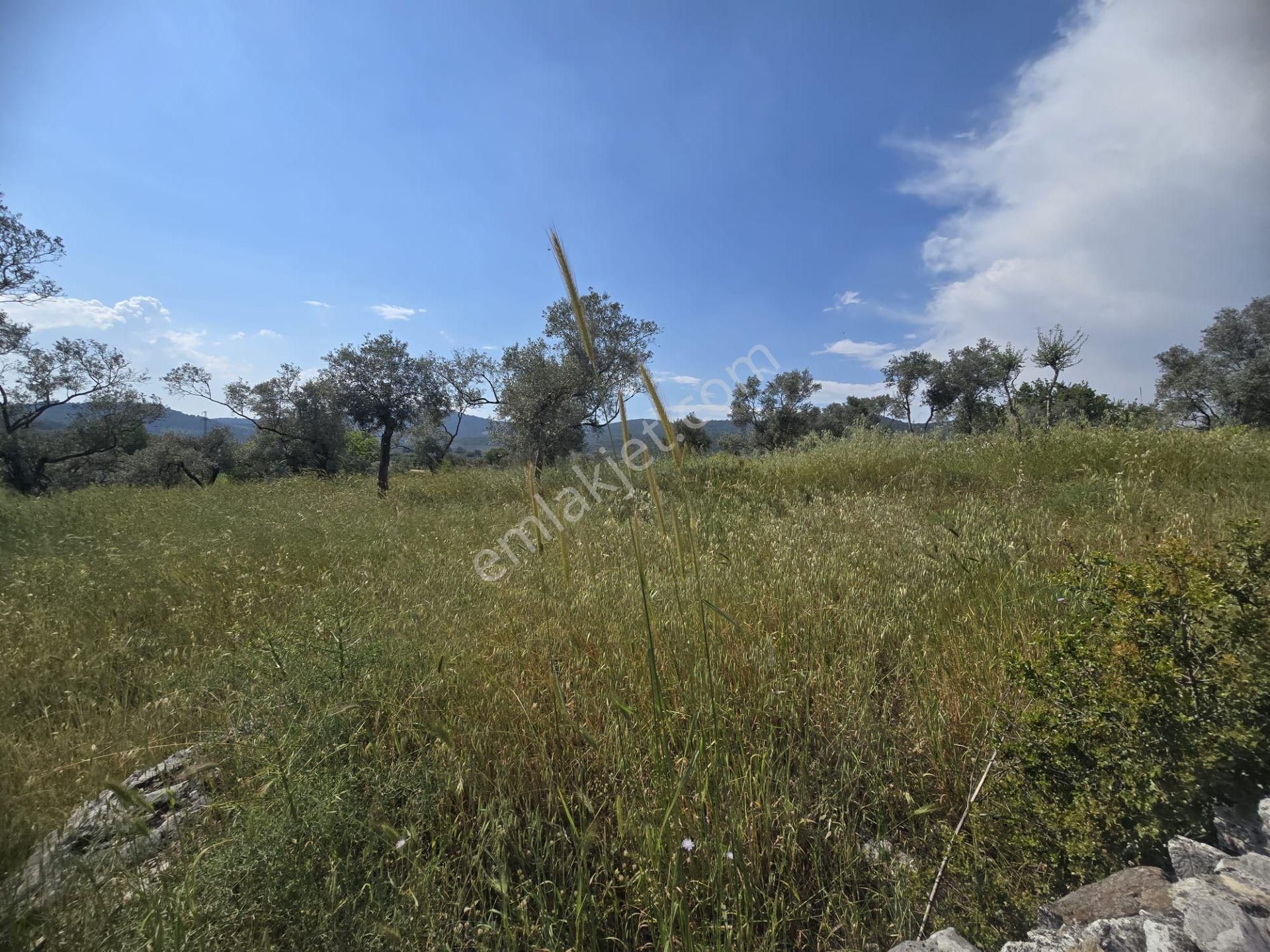 Milas Kazıklı'da Denize 800 M Mesafede 3.471 M² Tarla - Görsel 6