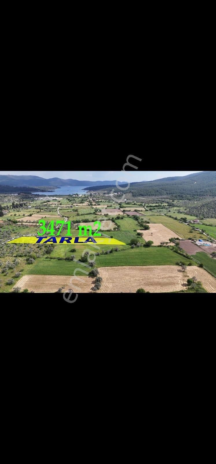 Milas Kazıklı'da Denize 800 M Mesafede 3.471 M² Tarla - Görsel 3