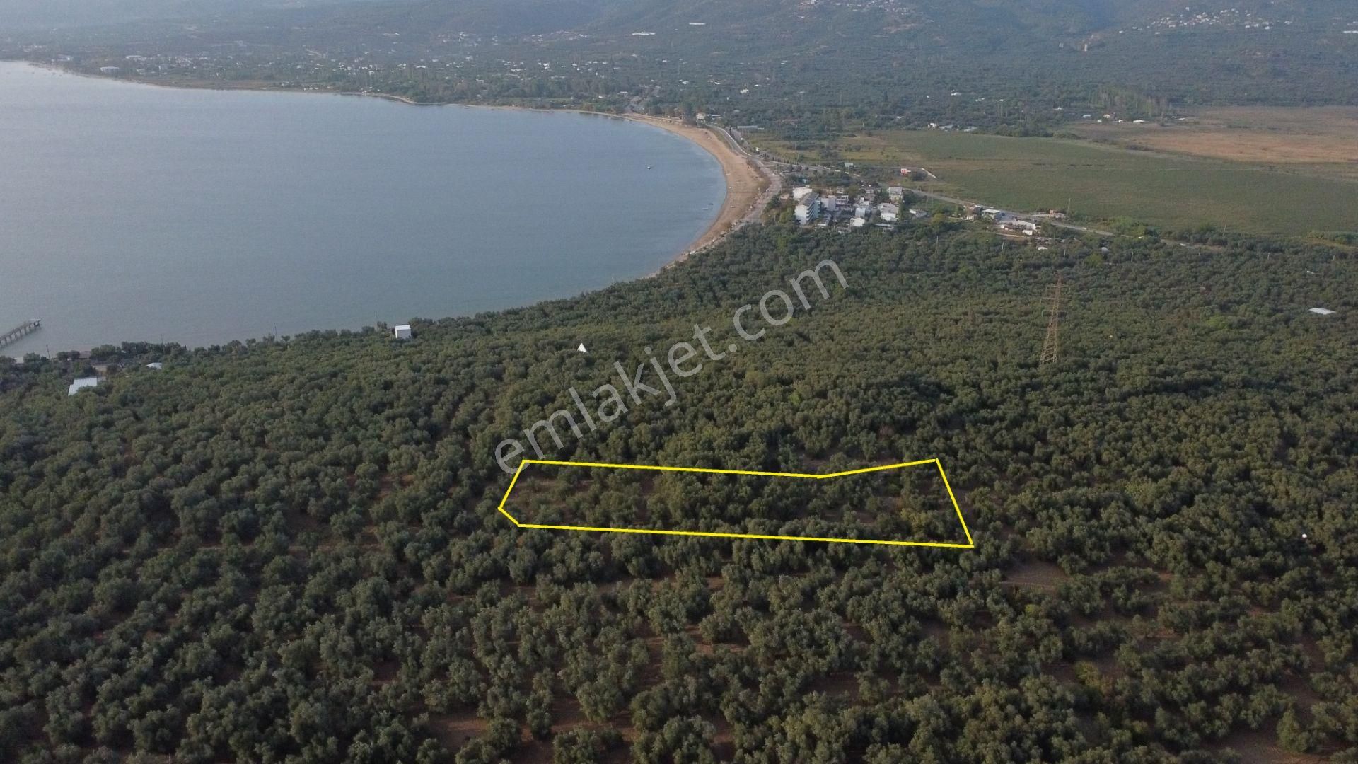 🟨⬛lıon Emlak'tan Edincik'de İçerisinde Yetişkin Zeytin Ağaçları Bulunan 1.111m² Satılıkzeytinlik⬛🟨 - Görsel 5