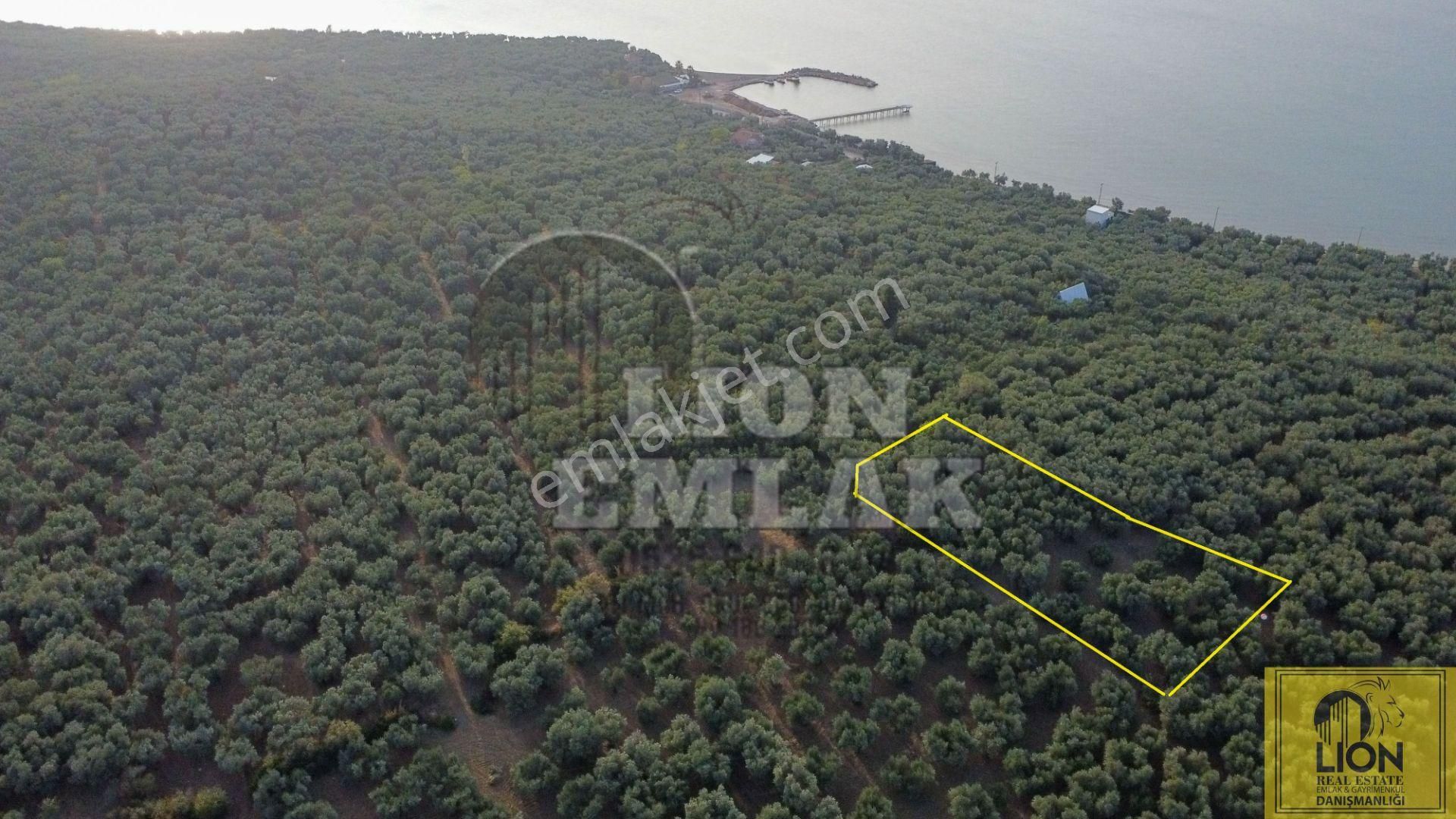 🟨⬛lıon Emlak'tan Edincik'de İçerisinde Yetişkin Zeytin Ağaçları Bulunan 1.111m² Satılıkzeytinlik⬛🟨 - Görsel 3