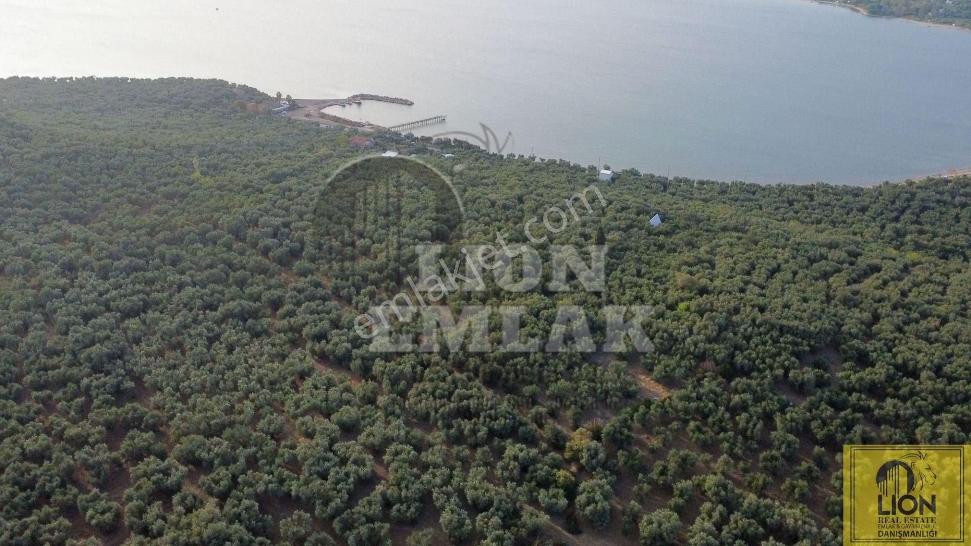 🟨⬛lıon Emlak'tan Edincik'de İçerisinde Yetişkin Zeytin Ağaçları Bulunan 1.111m² Satılıkzeytinlik⬛🟨 - Görsel 10