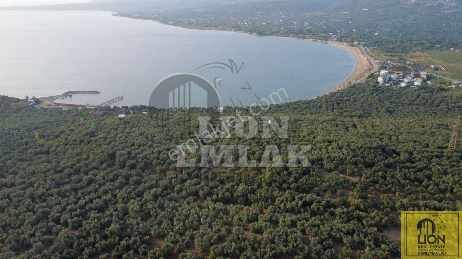 🟨⬛lıon Emlak'tan Edincik'de İçerisinde Yetişkin Zeytin Ağaçları Bulunan 1.111m² Satılıkzeytinlik⬛🟨 - Görsel 7