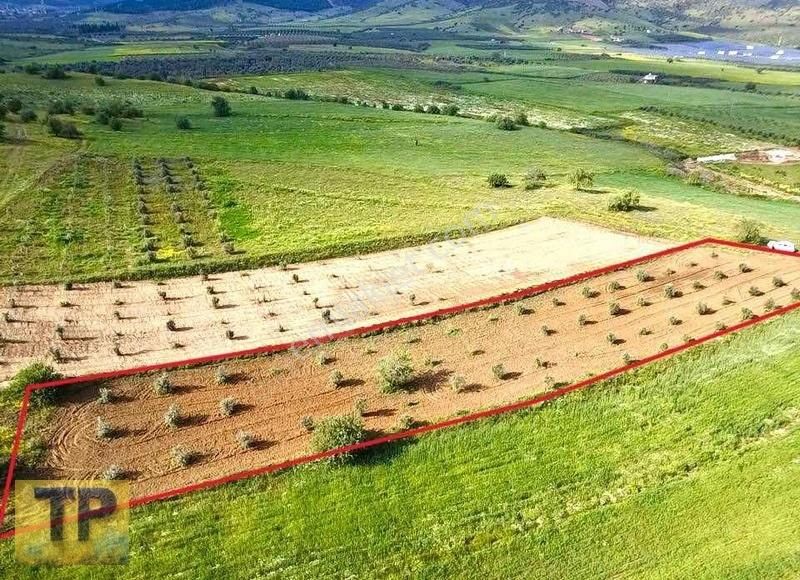 Tire Pınar Emlak'tan Süper Konumlu Satılık Zeytin Bahçesi
