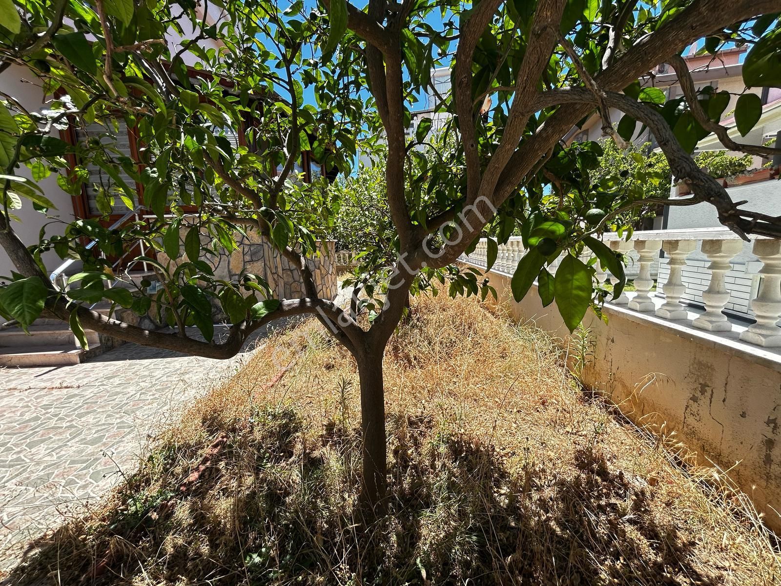 Fener' De Denıze 50 M Mesafede Tam Müstakıl Bahçelı Satılık Vılla - Görsel 6